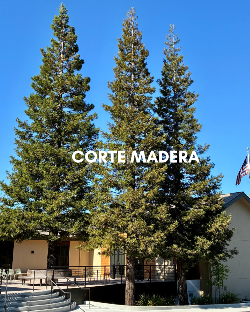 CORTE MADERA | Dynamic valley of redwood heritage & premier retail