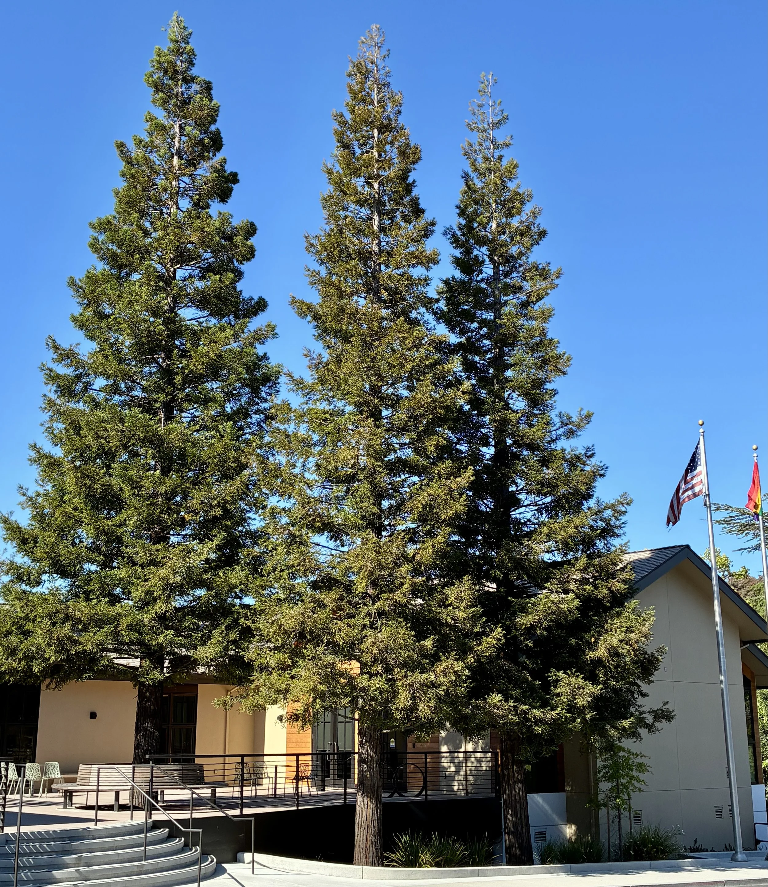 CORTE MADERA | Dynamic valley of redwood heritage & premier retail