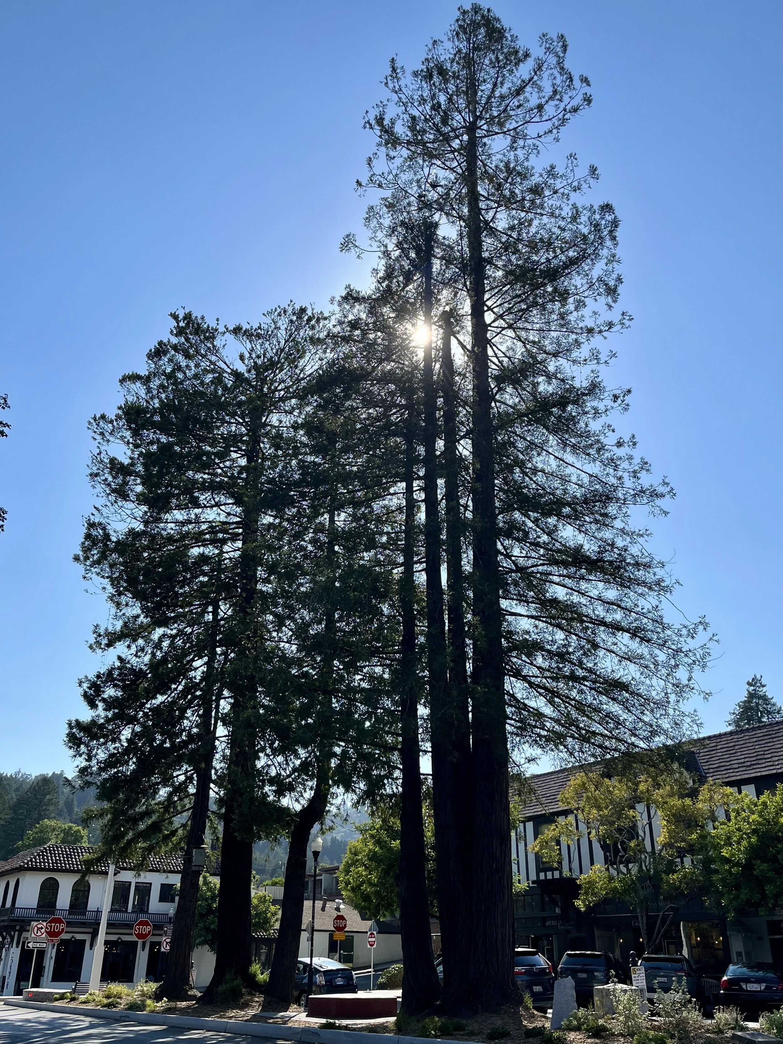 MILL VALLEY | Marin's premier forest sanctuary & commuter haven