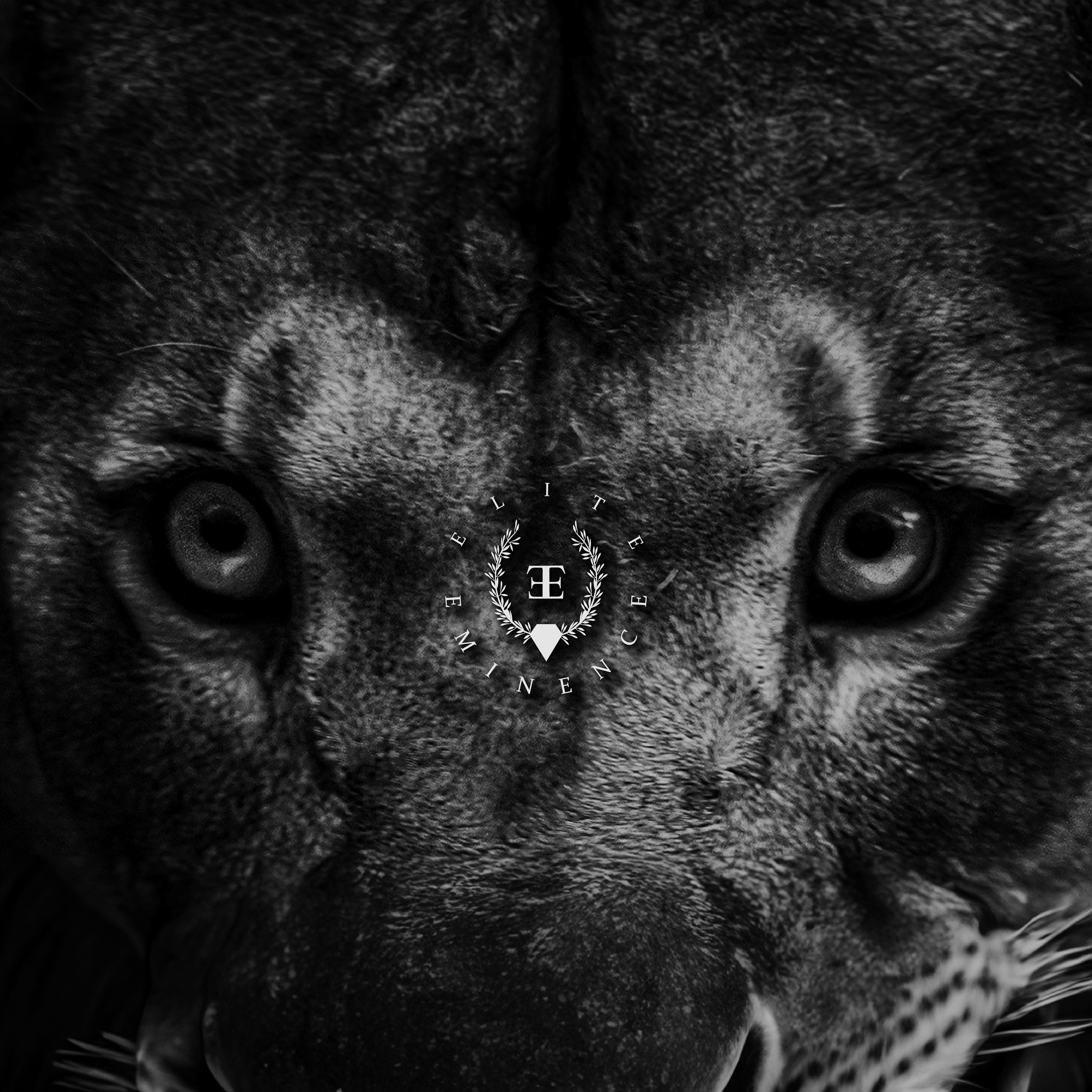 Lion Roar2.png