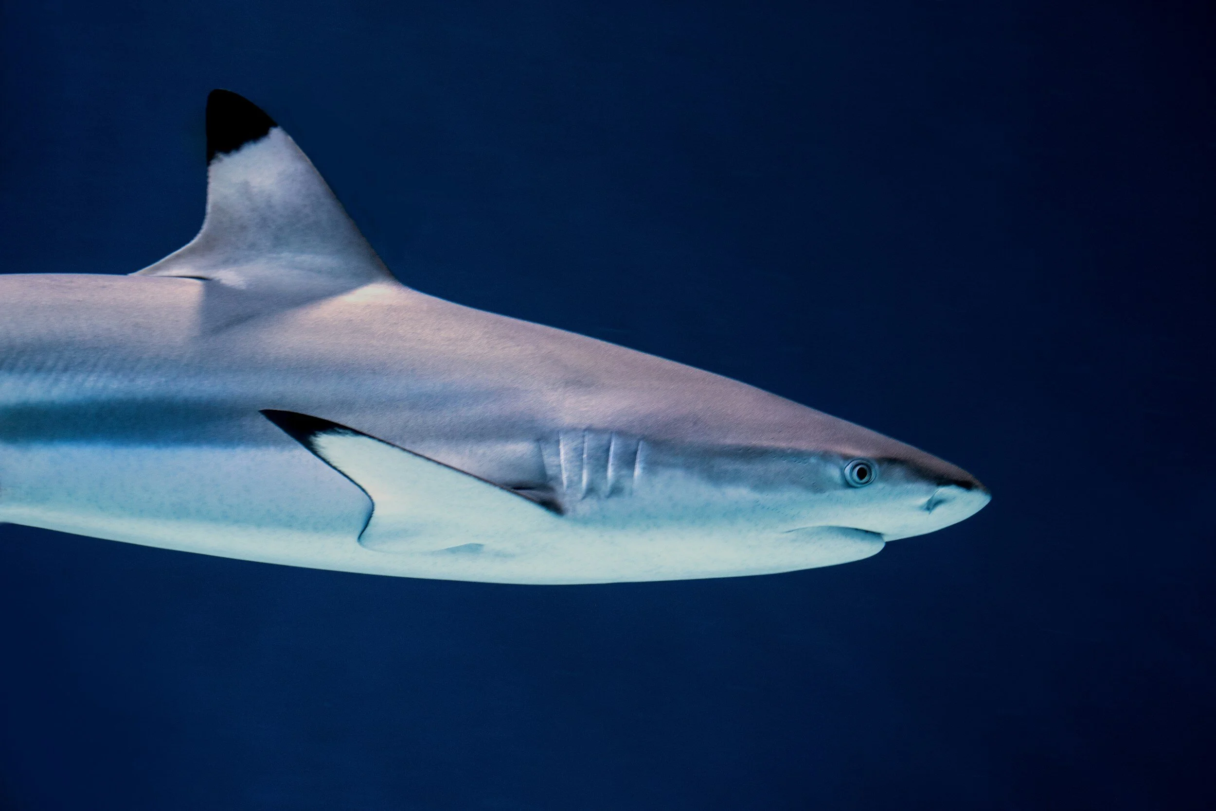 black Tip shark