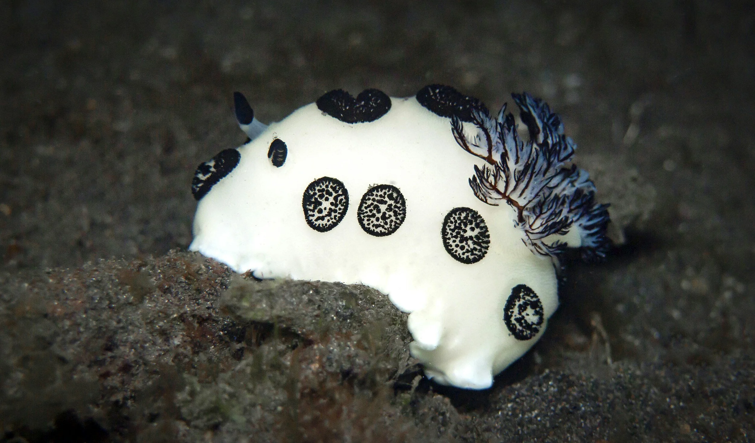 Nudibranches