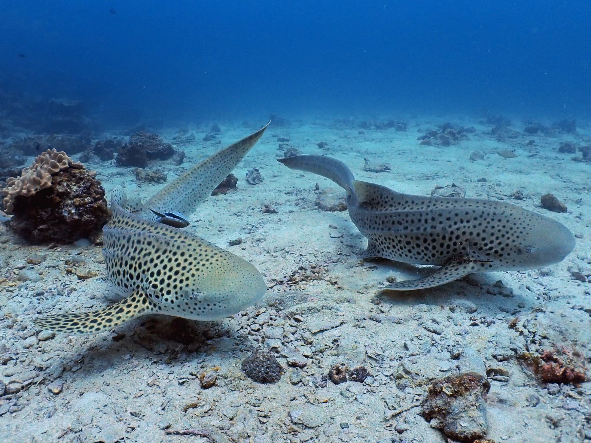 Leopard Sharks