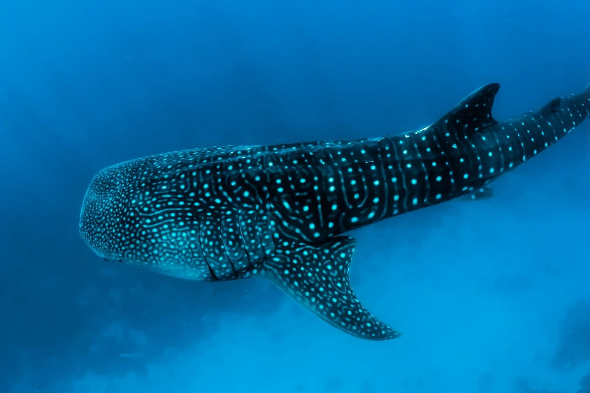 Whale Sharks