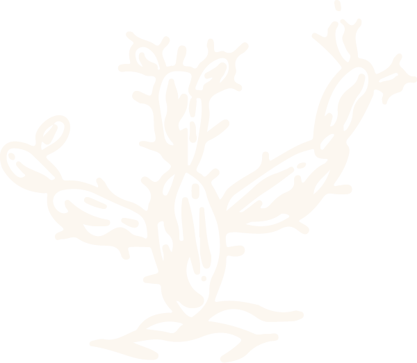 Outline drawing of a cactus plant with multiple branches and oval-shaped pads.