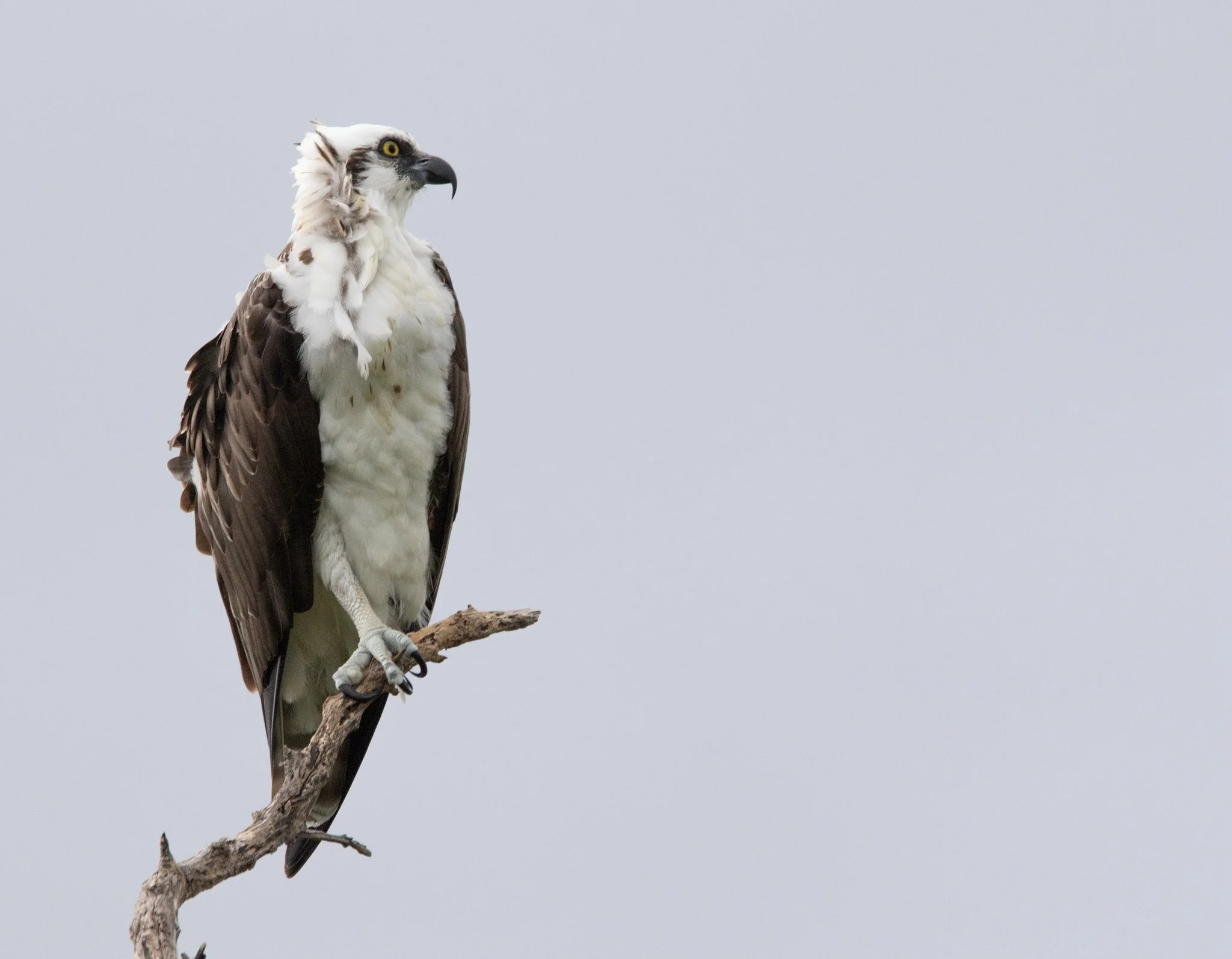 WellBirds on the “Taking Healthcare by Storm” Podcast