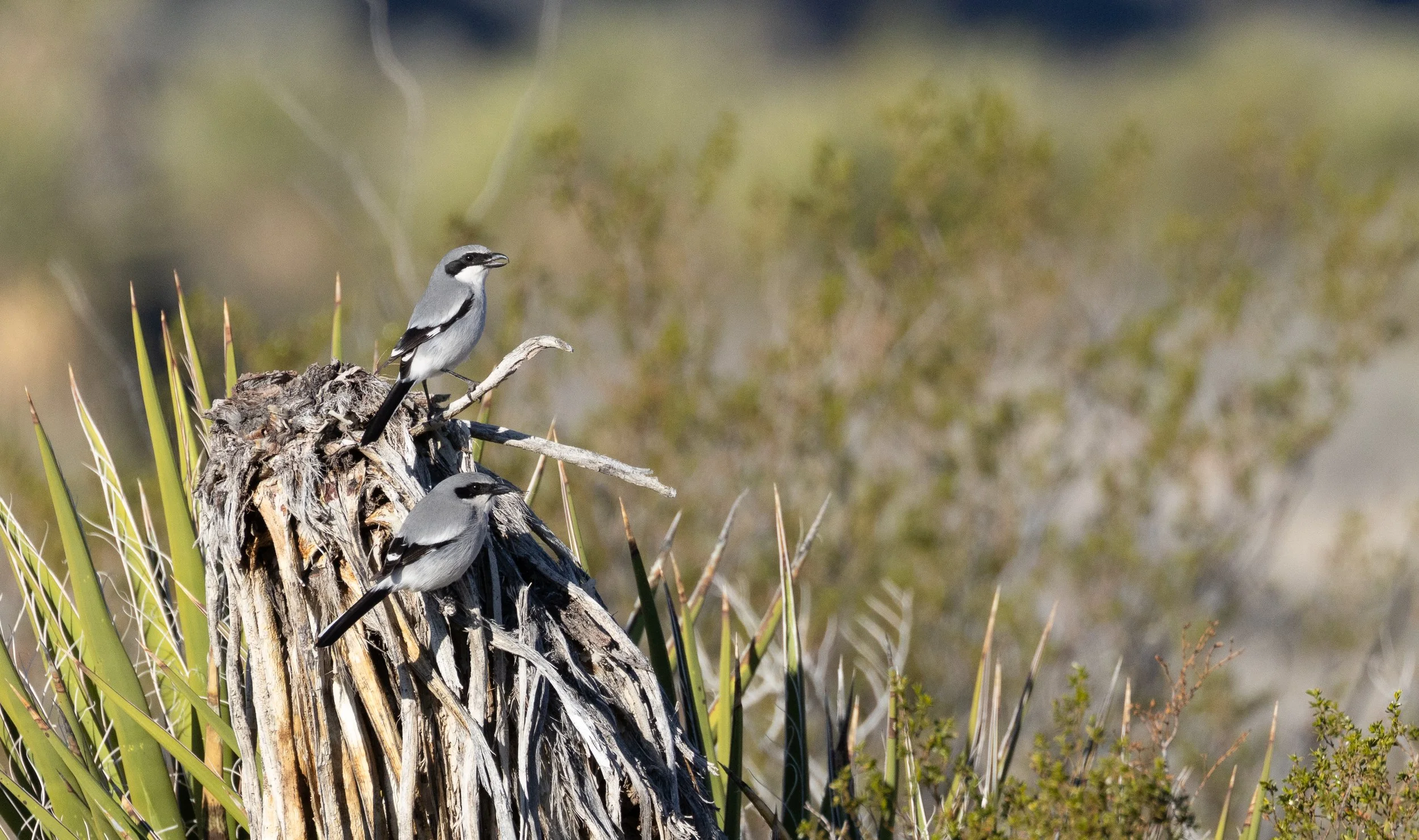 What Happens in Vegas stays …on eBird.