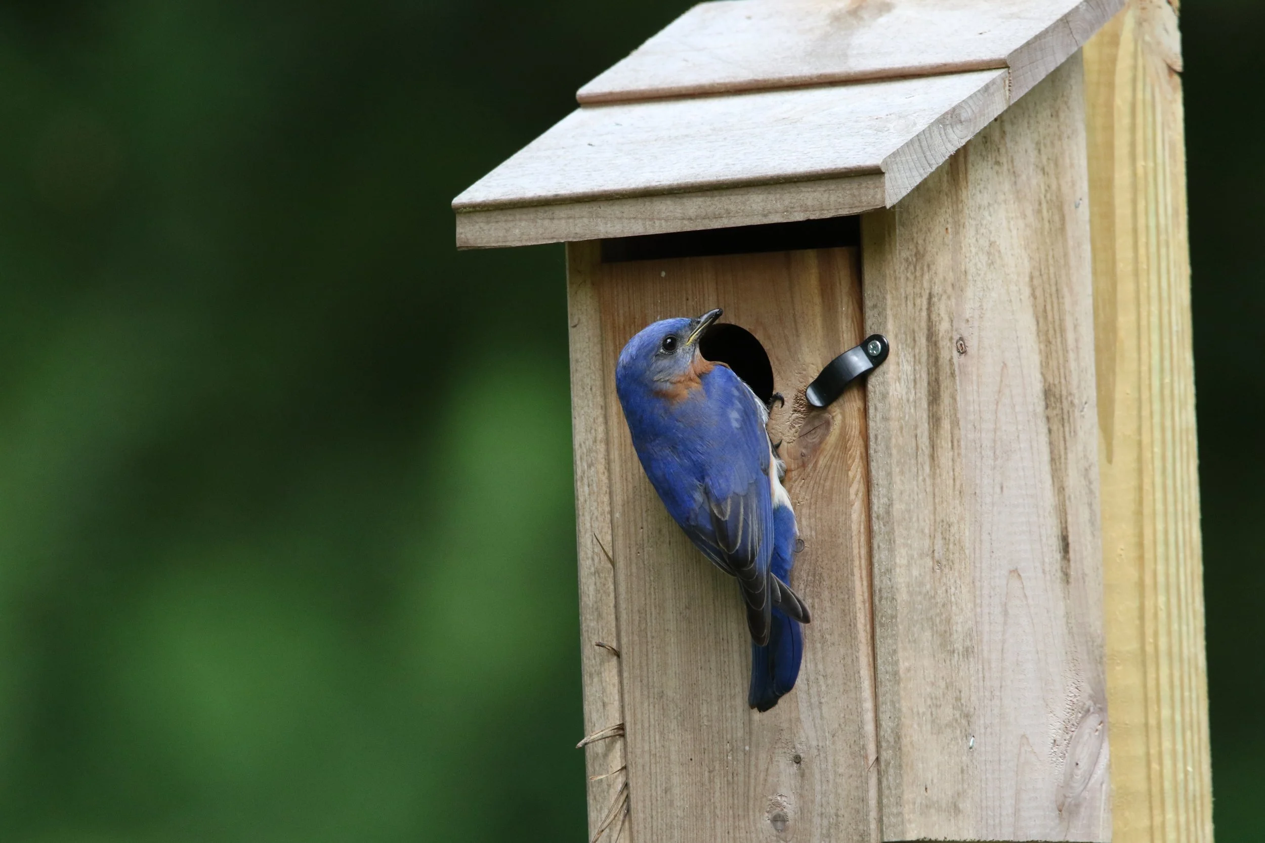 Worth Every Mealworm