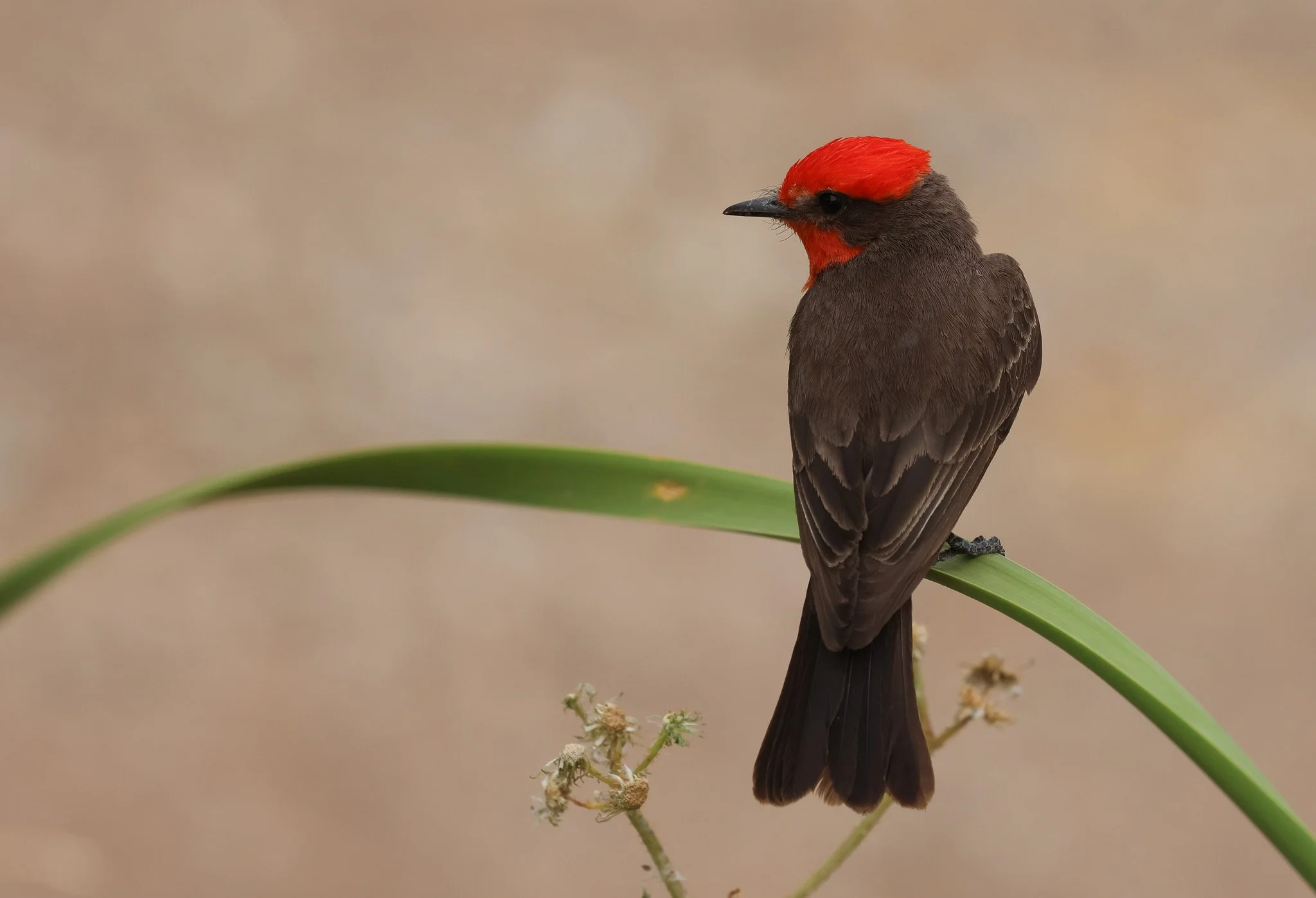 Reclaiming Birding Without the Guilt