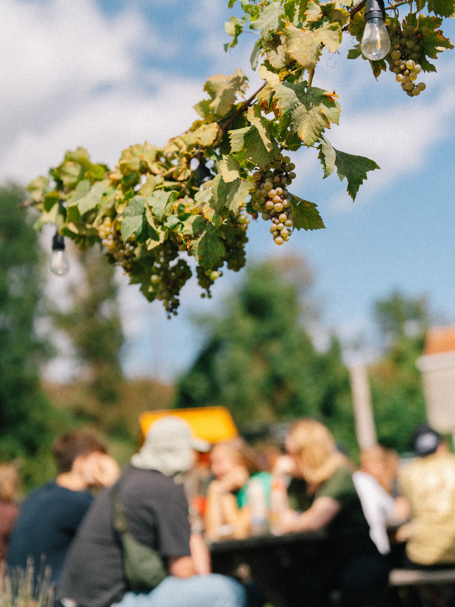 WEB-clifflucasphoto-boerenerf-festival-lambic-20260905-089.jpg
