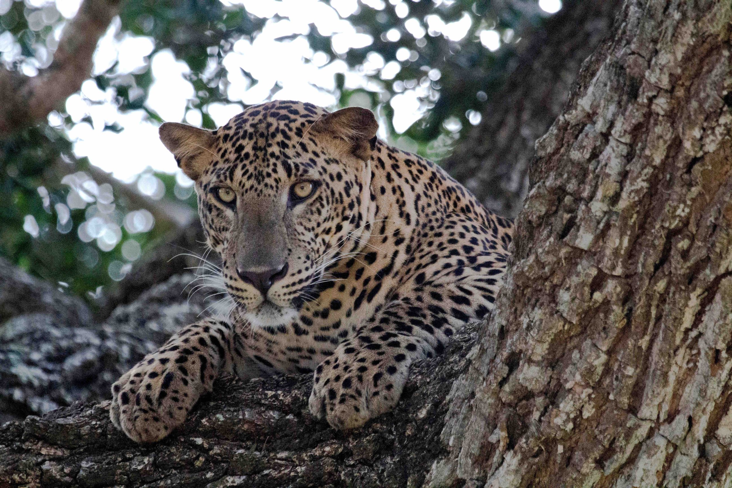 Sri Lanka leopard.jpeg