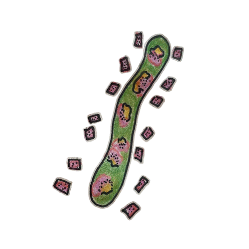 #050 - cinkub
