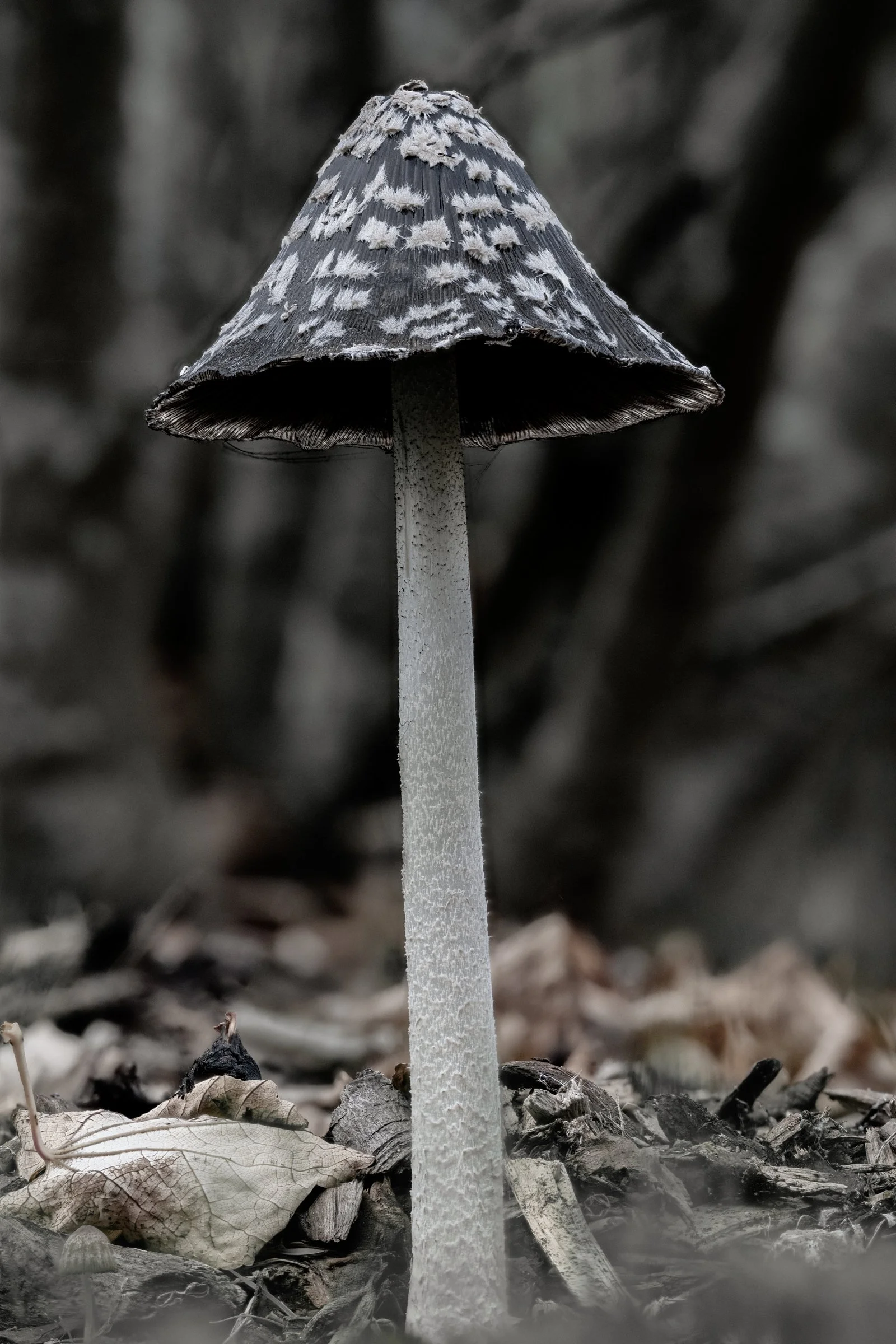 Magpie Inkcap, Bedgebury