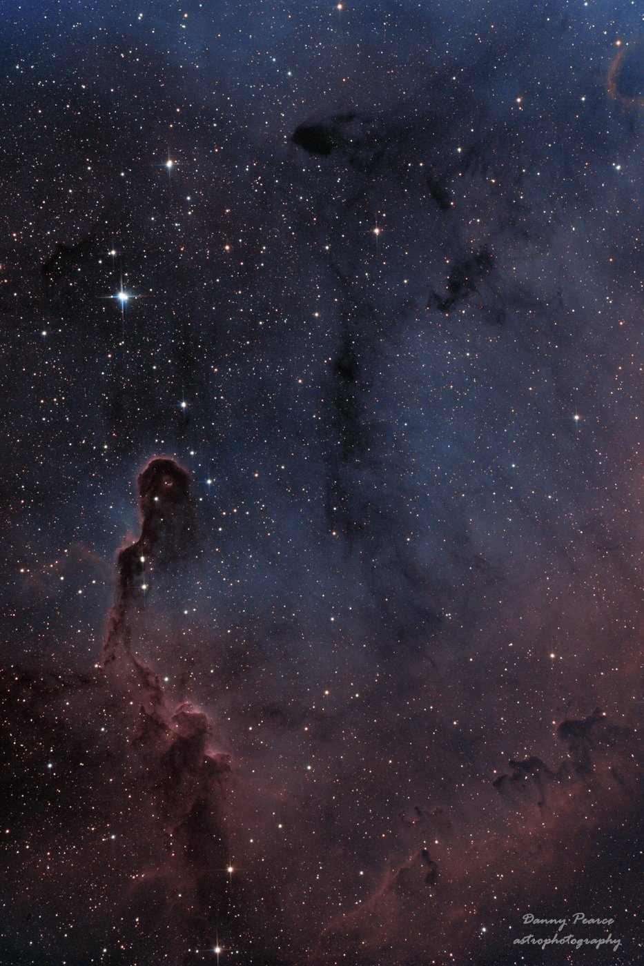 ElephantTrunk-SOO.jpg