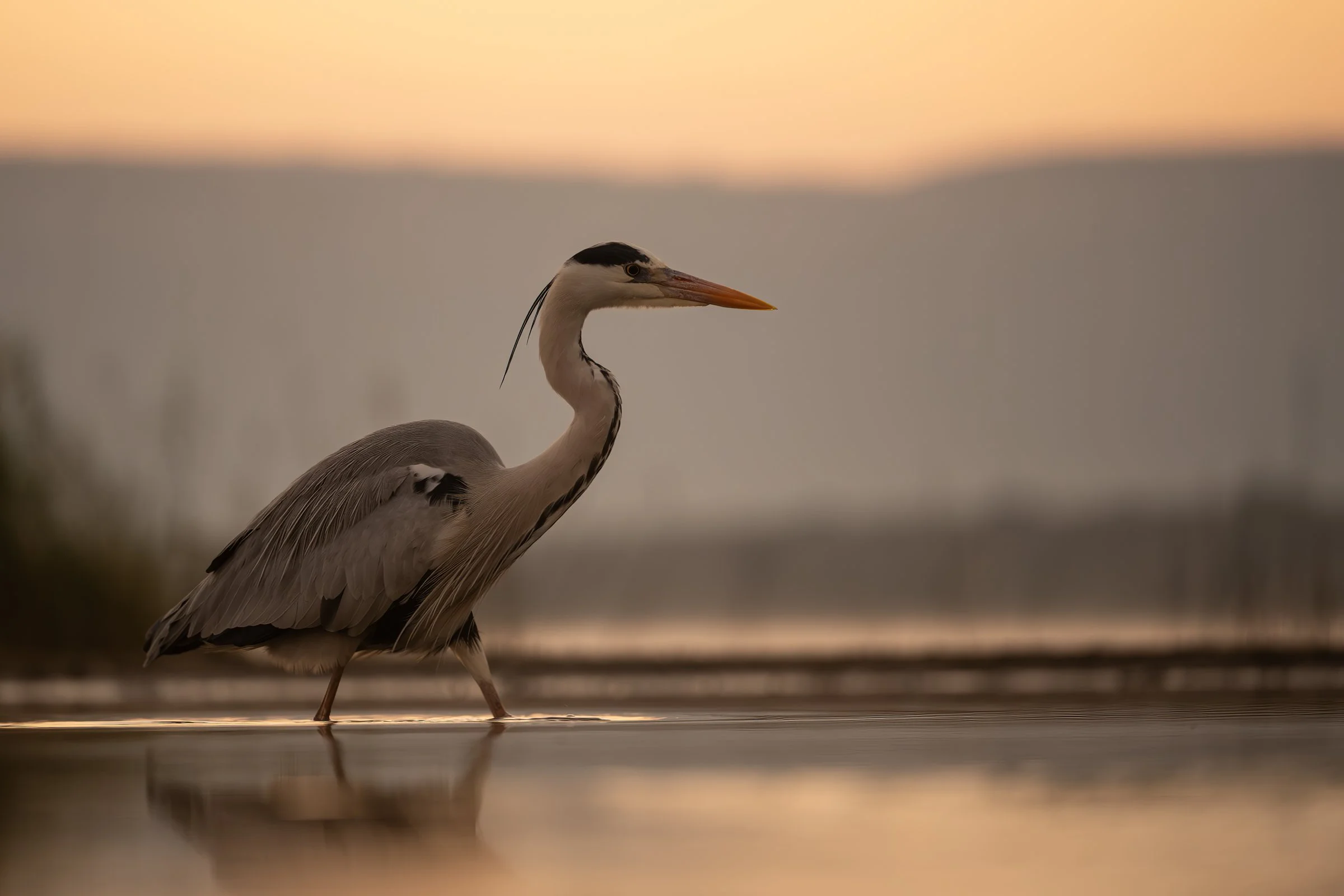 Egret