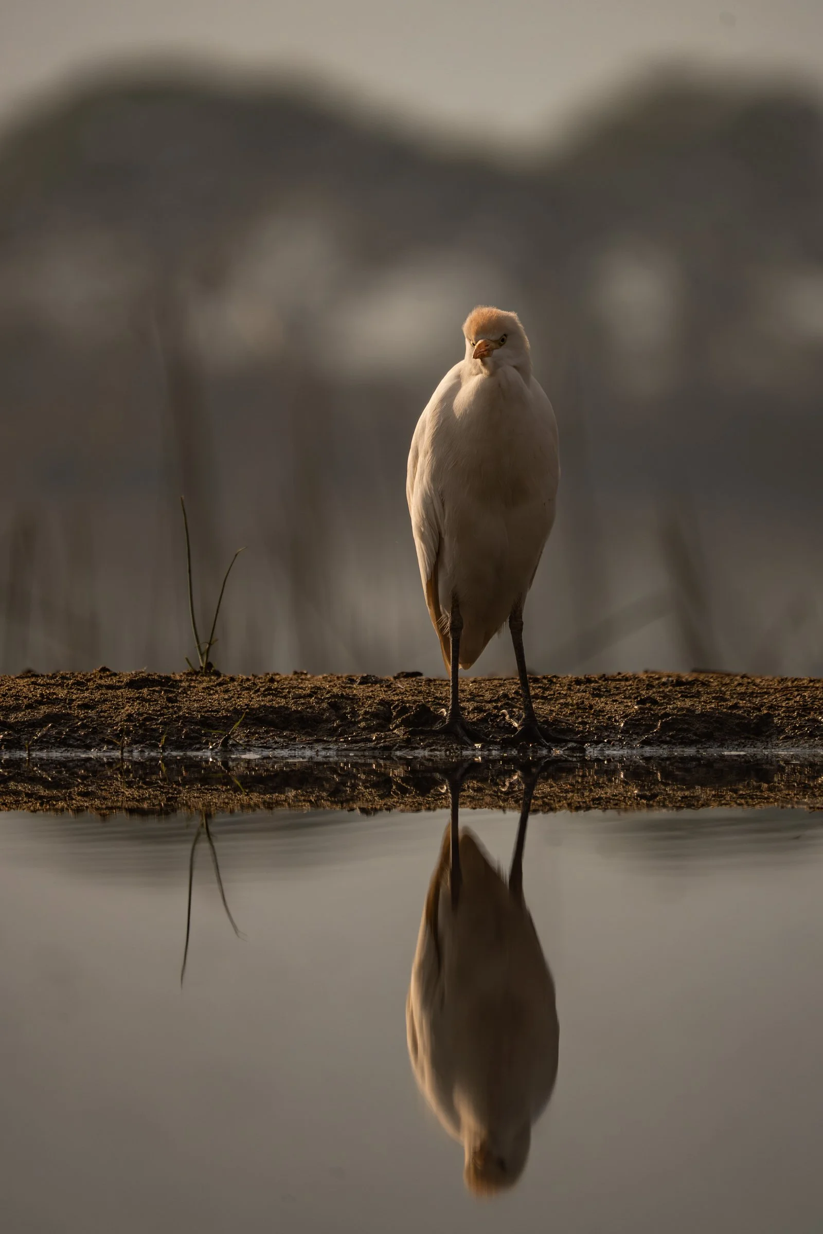 Egret, Zimanga Game Reserve