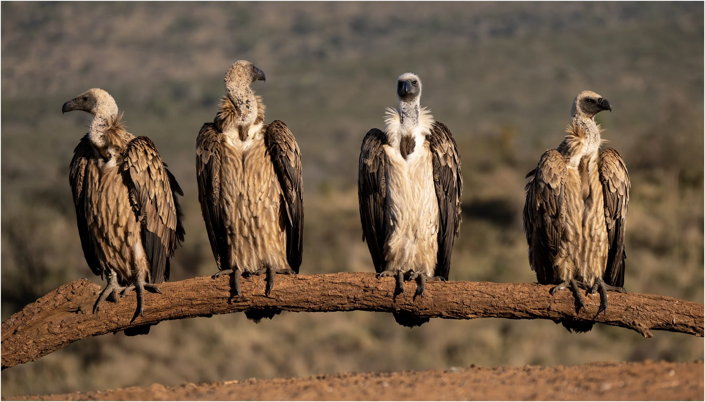 Vulture Compass