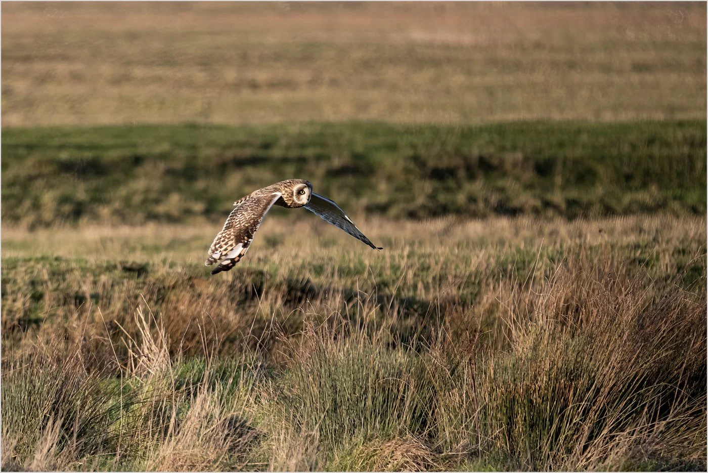 Short Eared Owl
