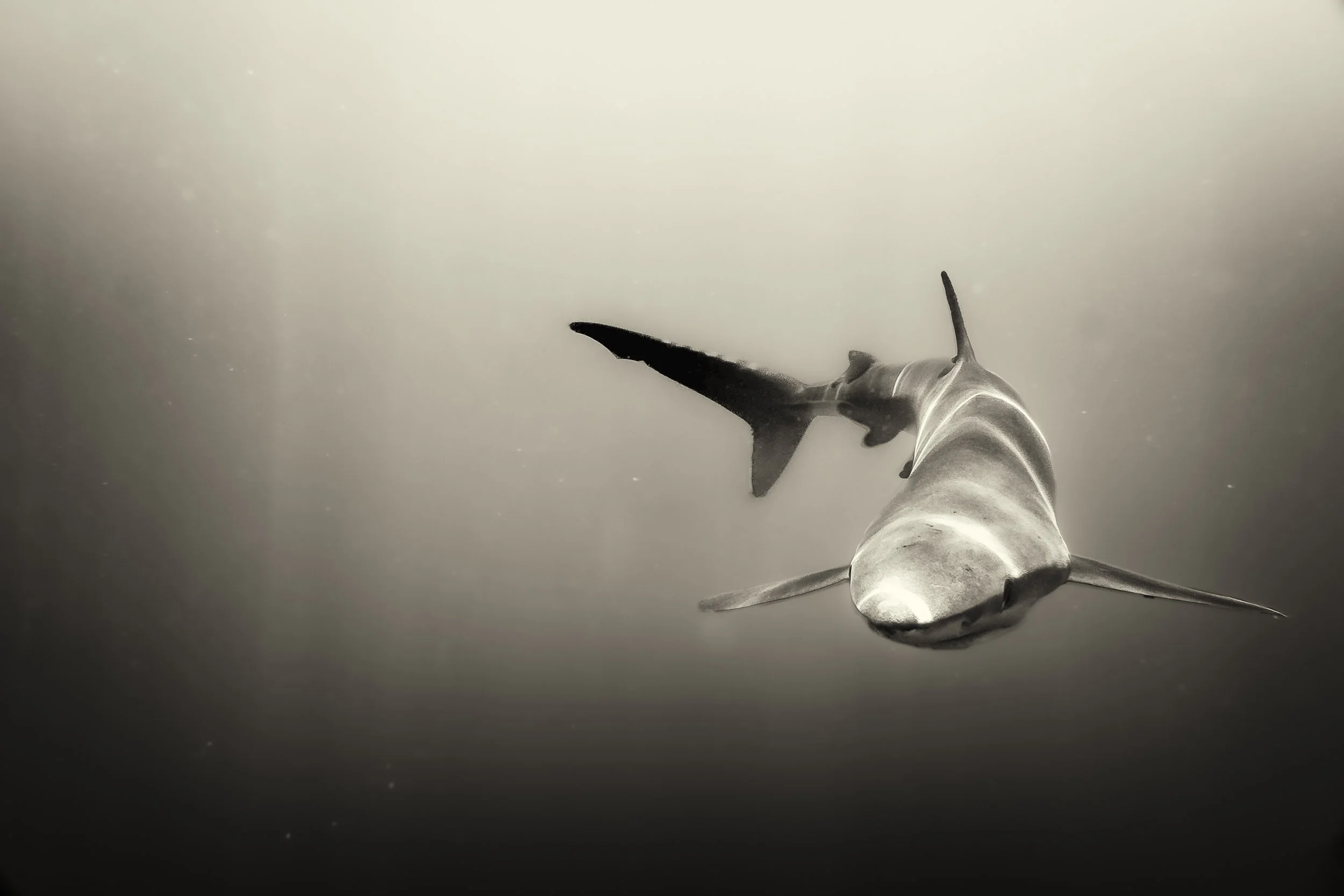 Blue Shark -1-4.jpg