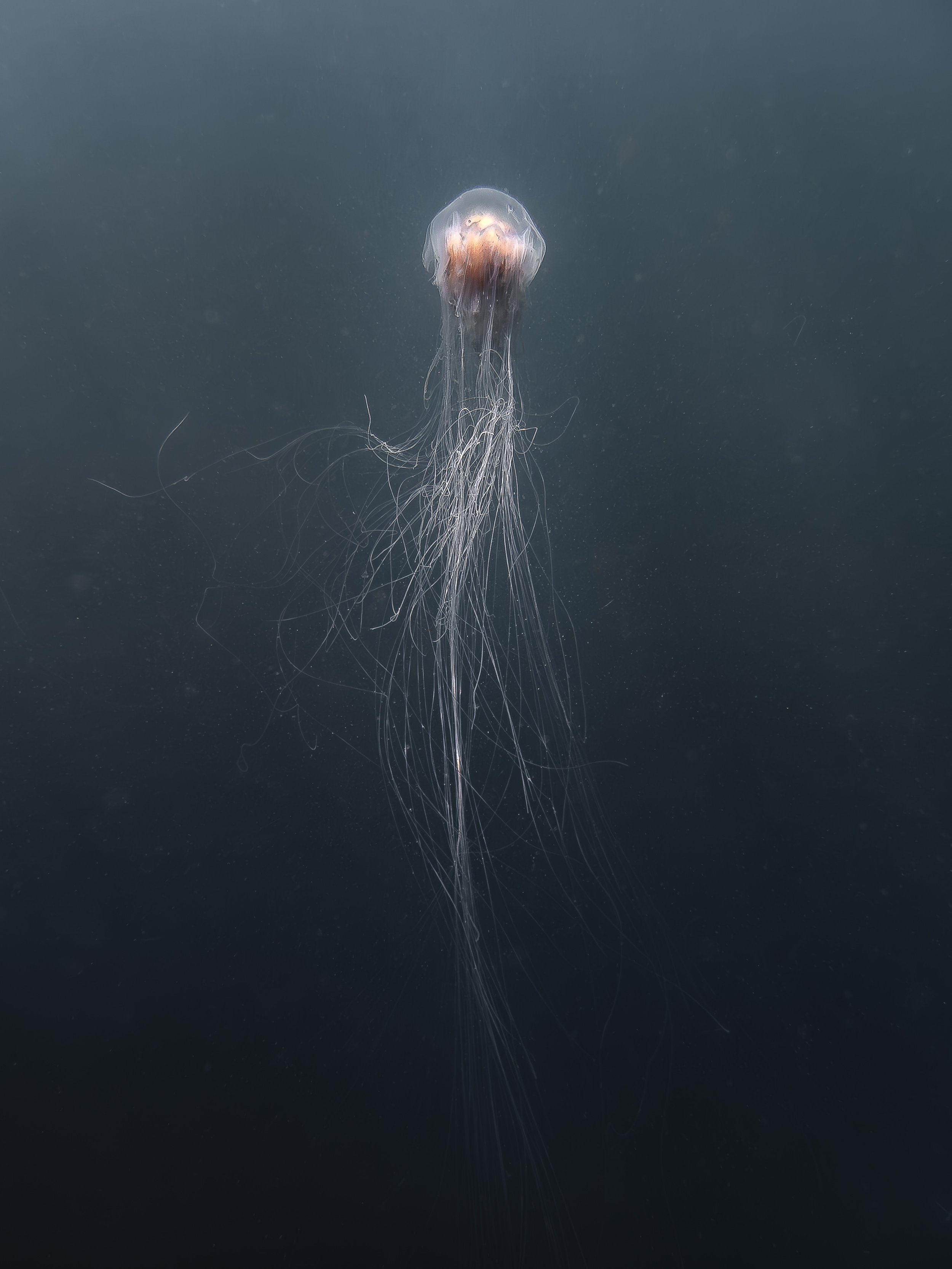 Jelly Fish (300 dpi 4 x 3 baryata profile)-1.jpg