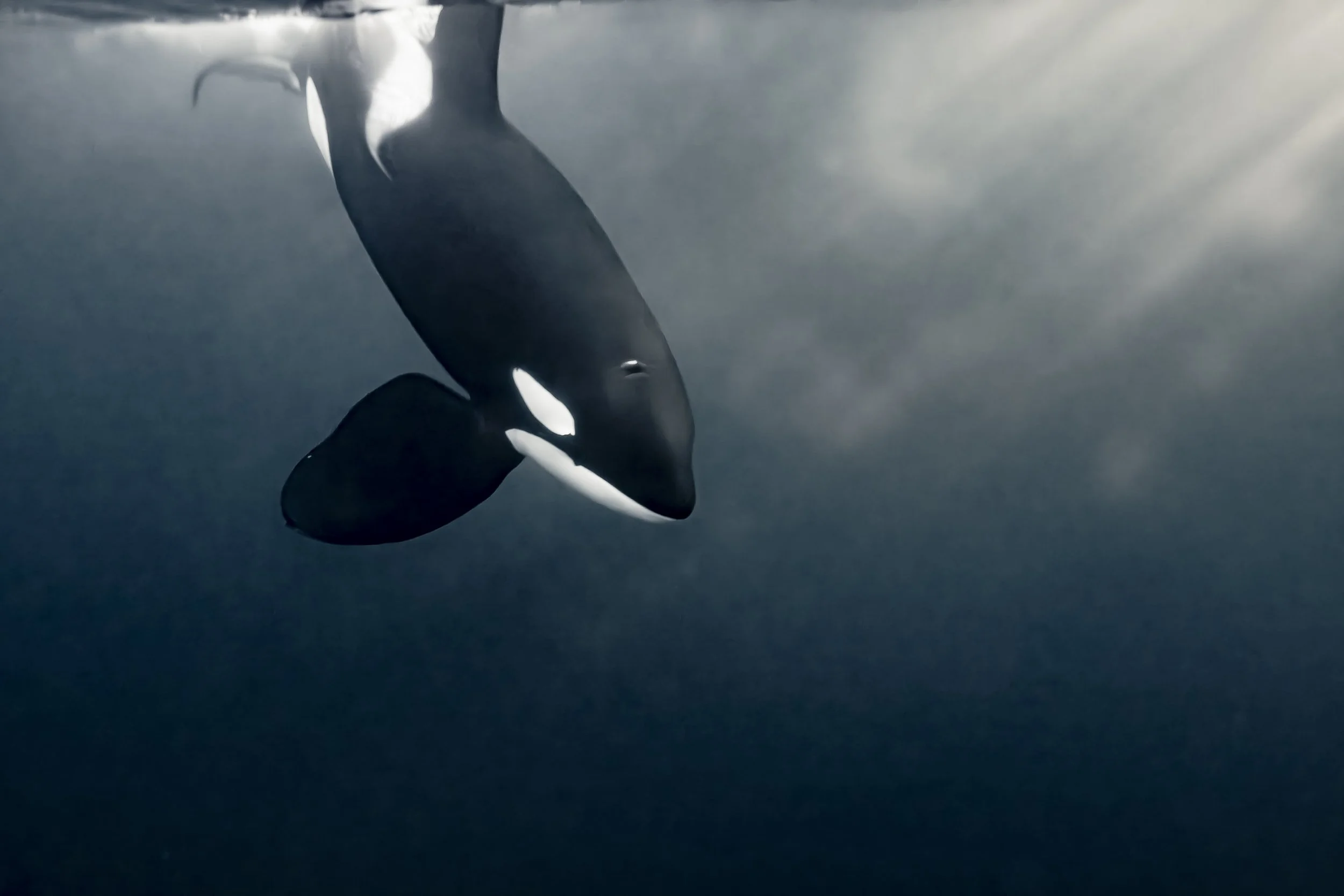 Orca-1.jpg