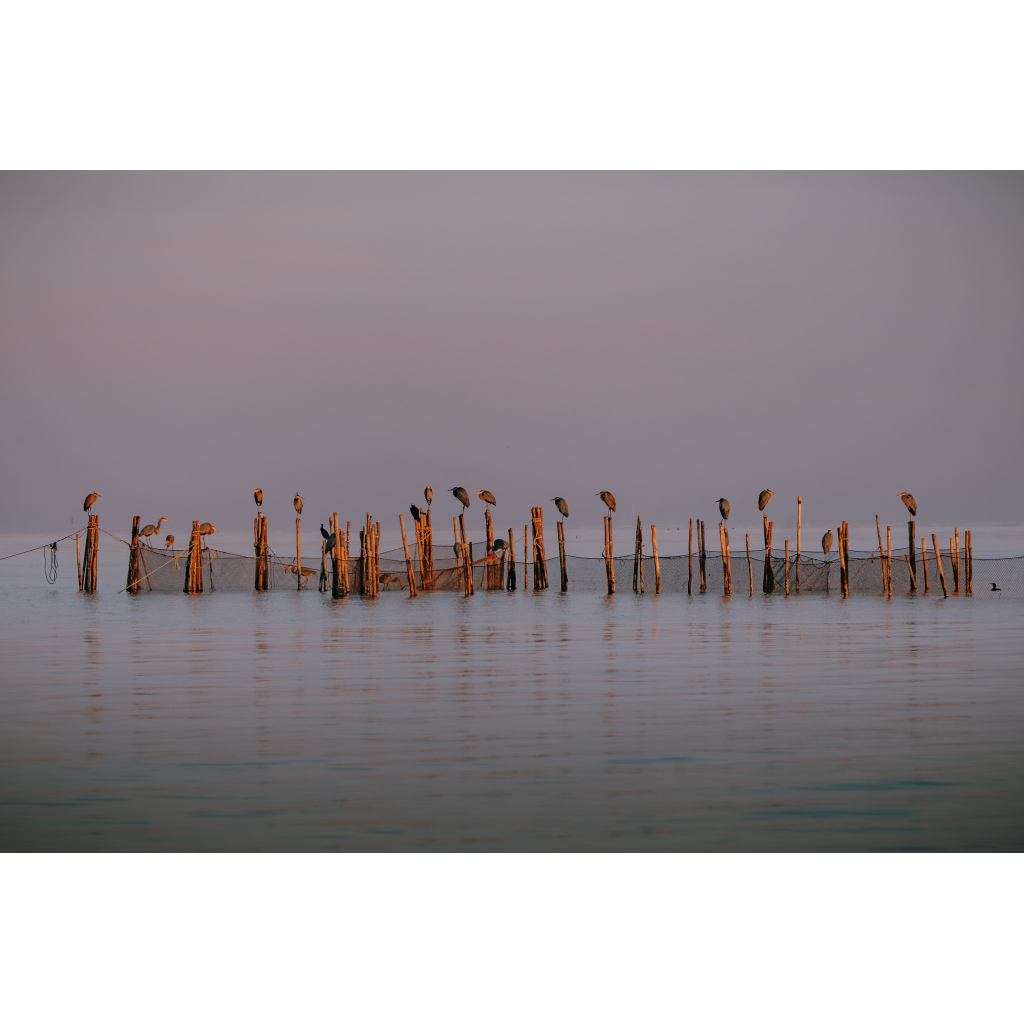 Great Blue Supper