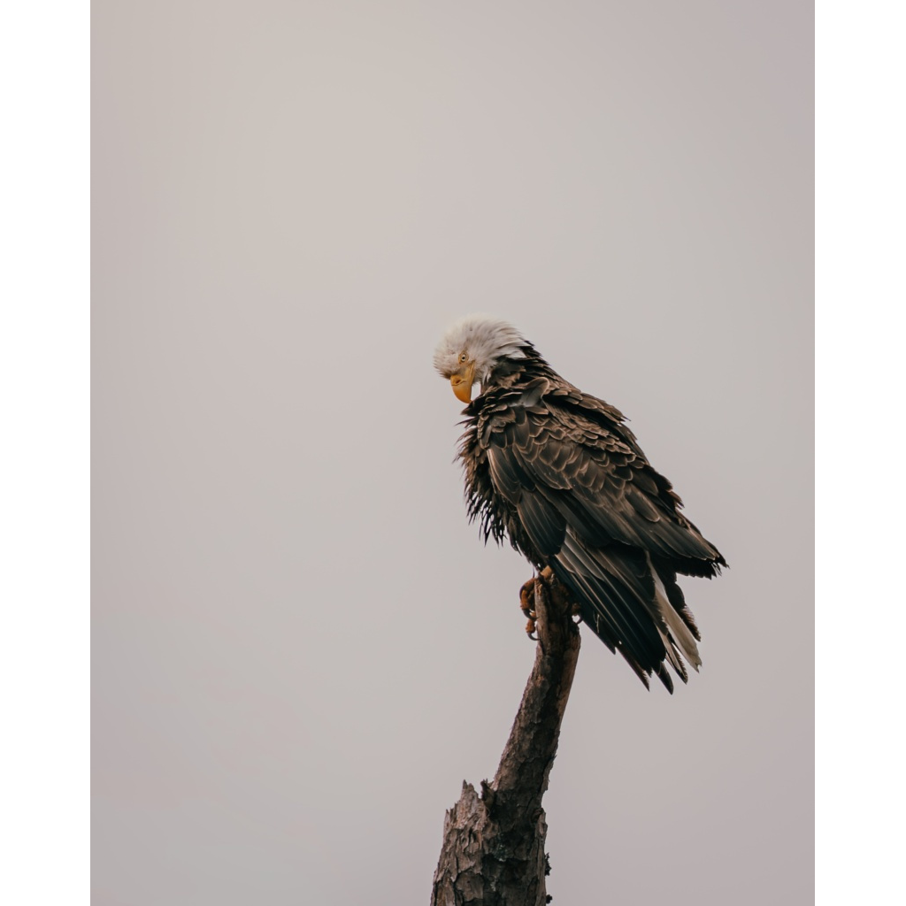 Stoic