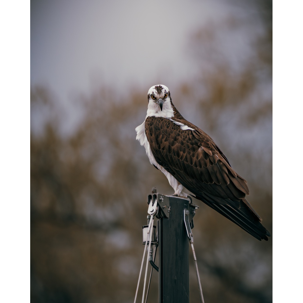 Seahawk
