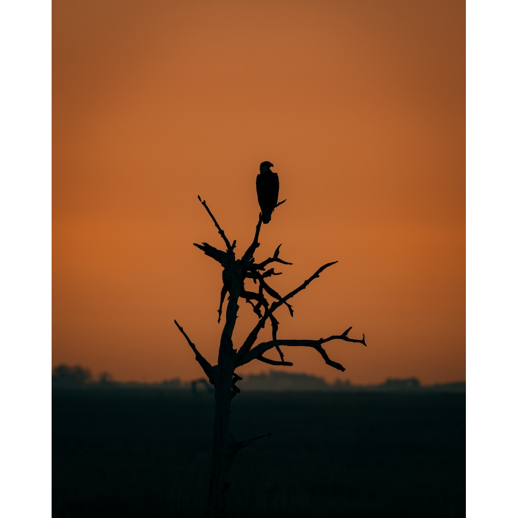 Dead Tree Silhouette