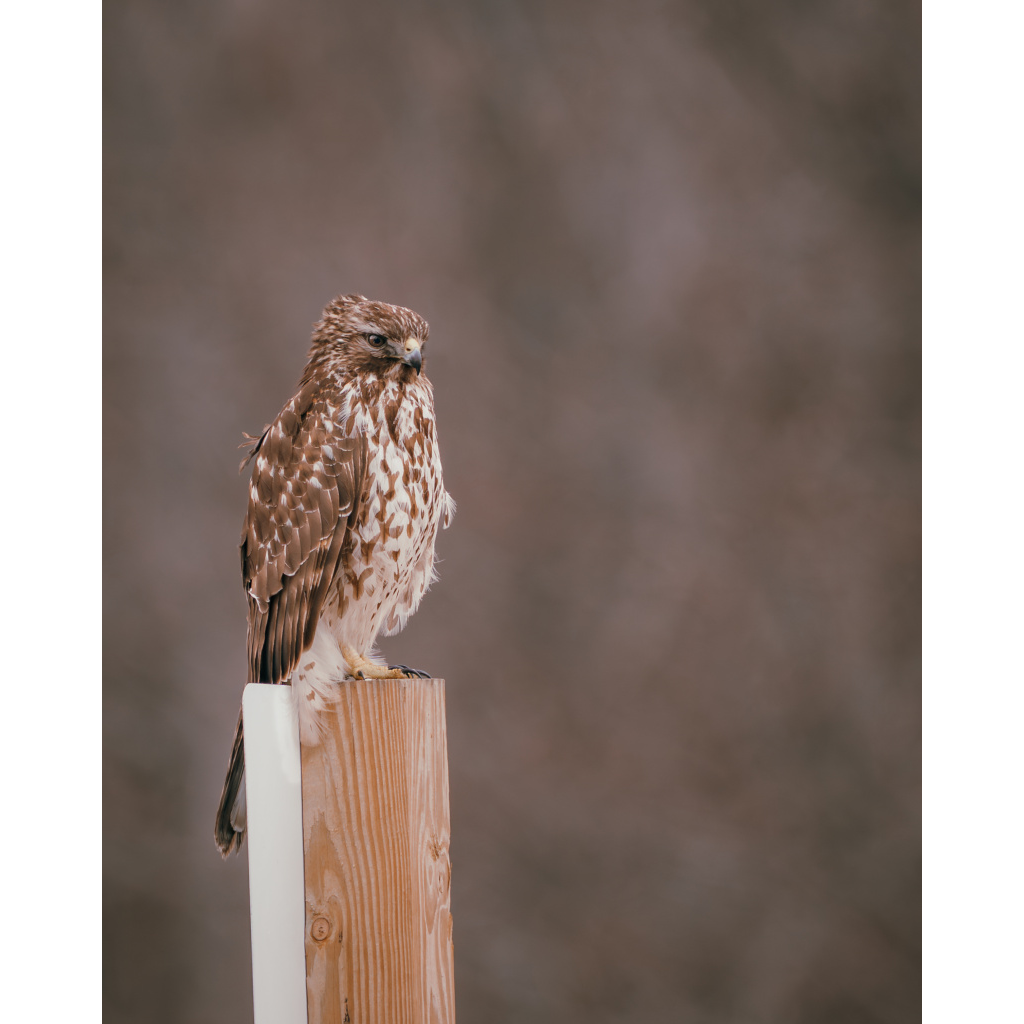 Red-shouldered