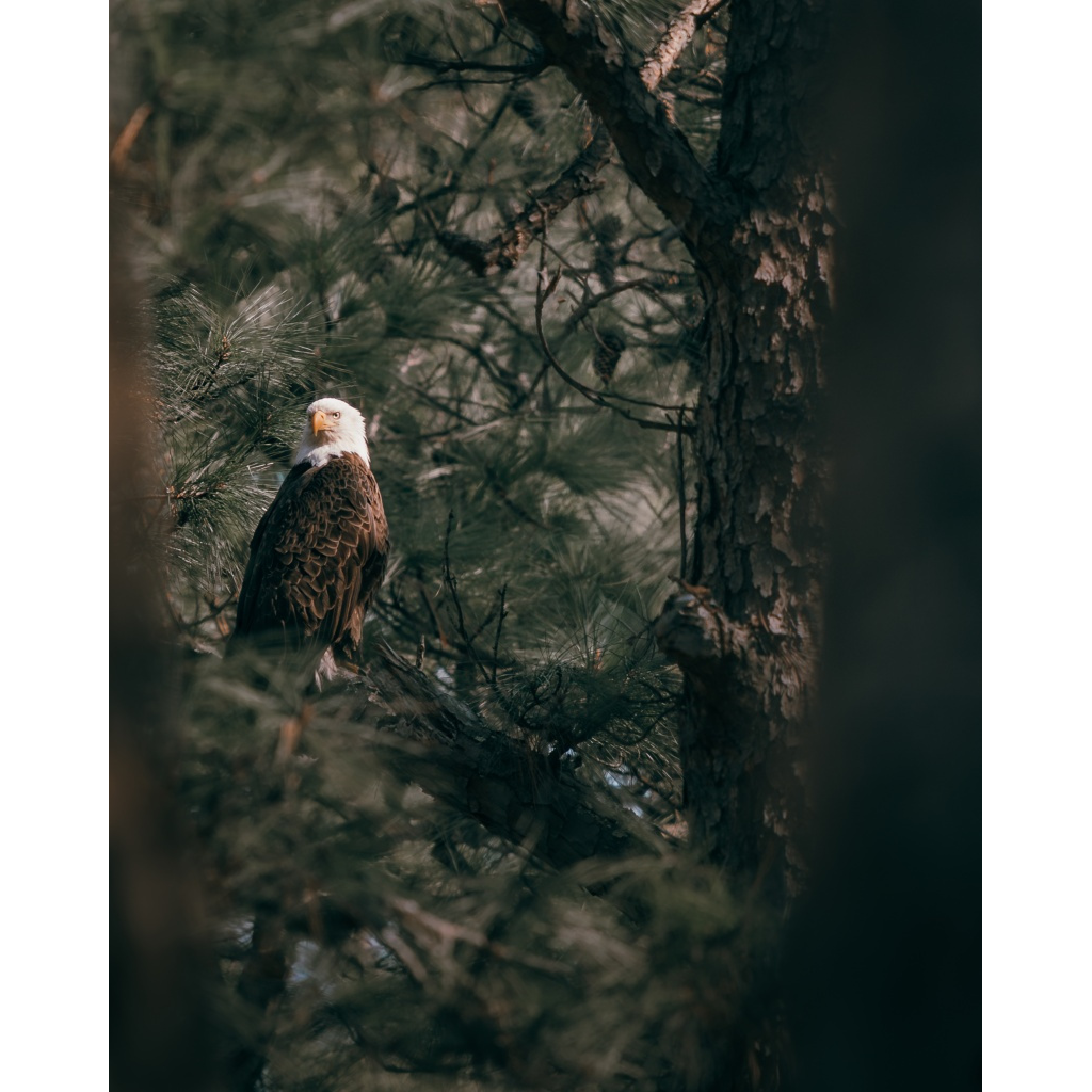 Through the Pines