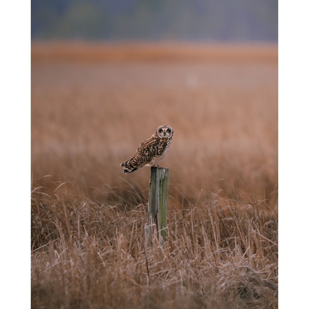 Shortie (Limited Edition)