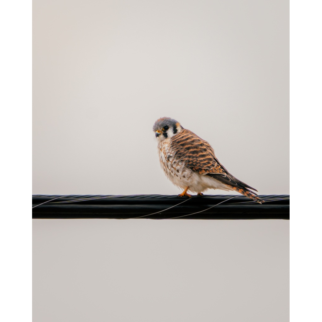 Kestrel