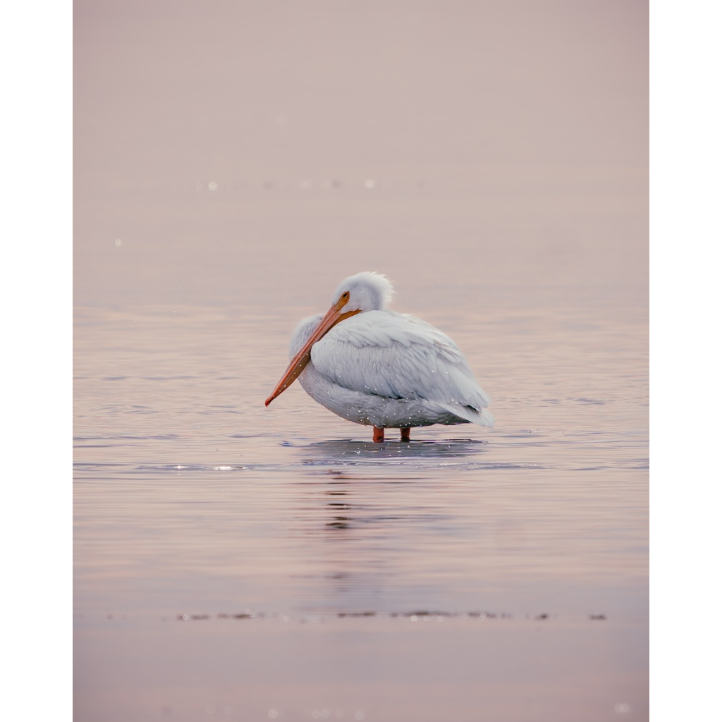 American White Pelican