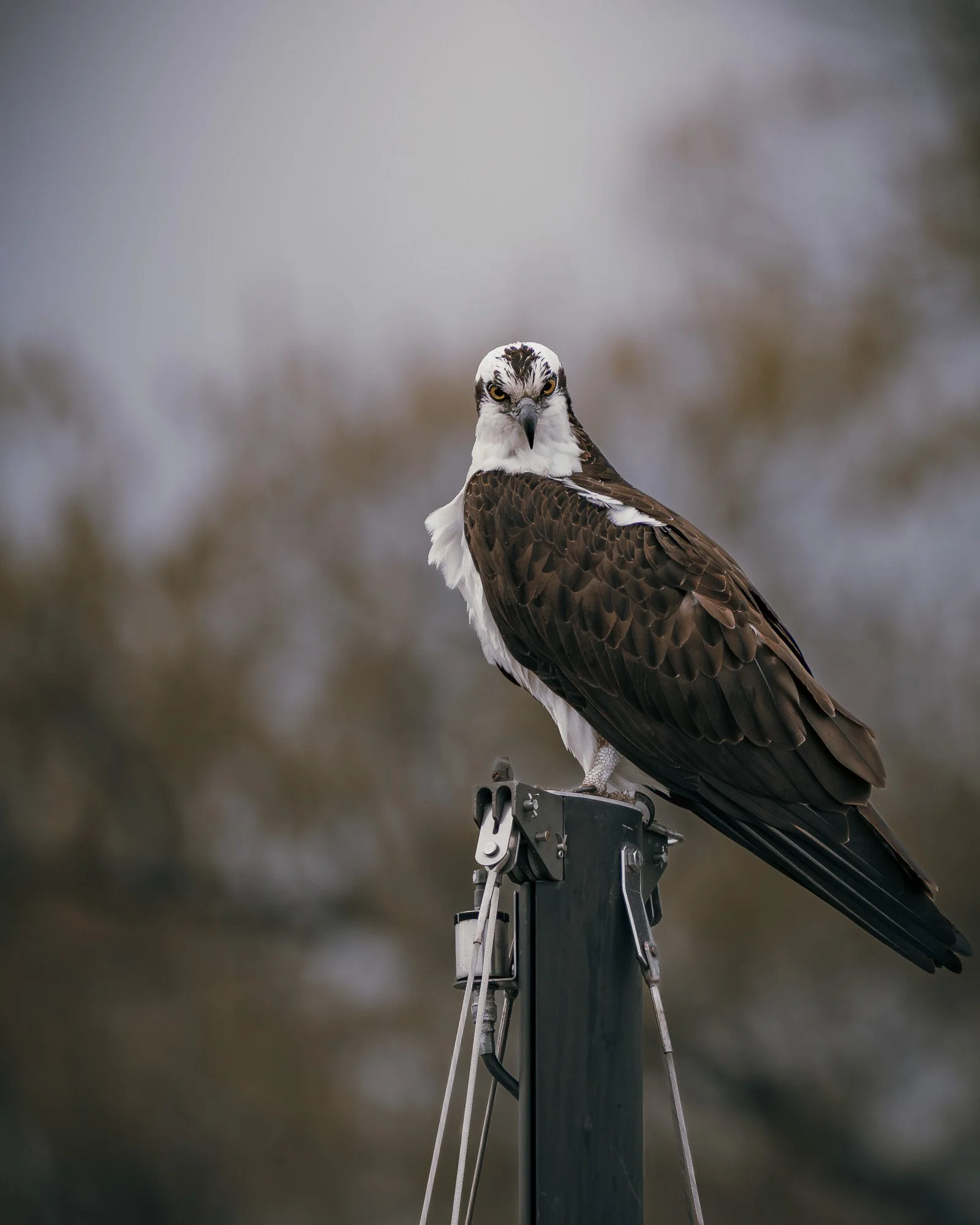 Seahawk-Print Shop Display (Portrait).jpg