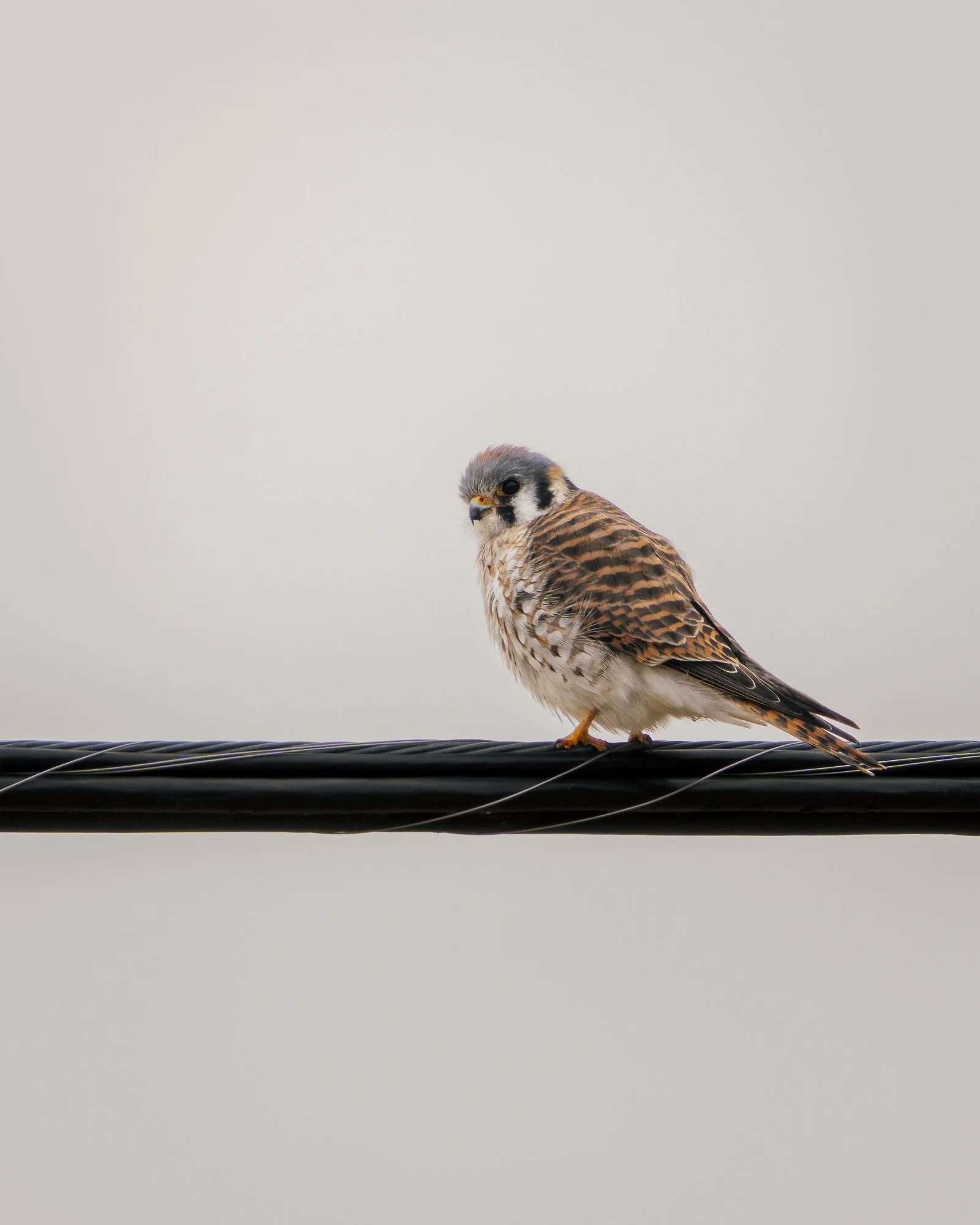 Kestrel-Print Shop Display (Portrait).jpg