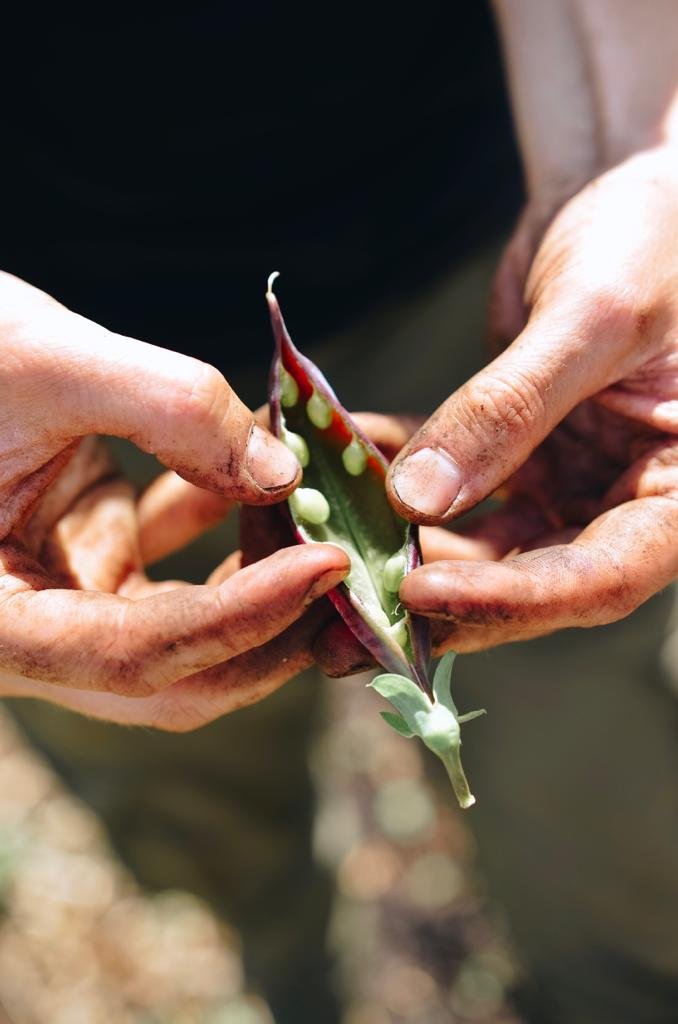 Close-up of two hands holding and opening a pea pod with green peas inside.