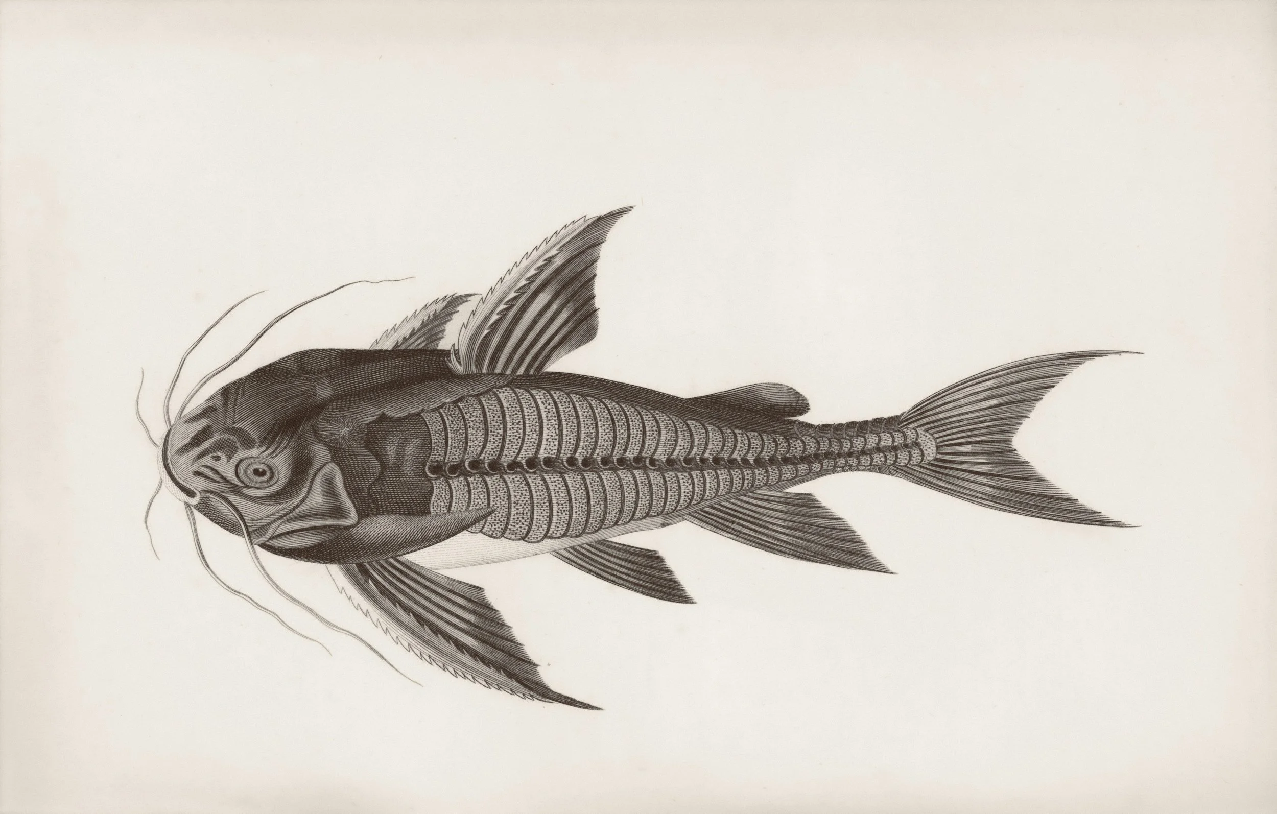  2nd Annual Chesapeake Catfish Cook-Off