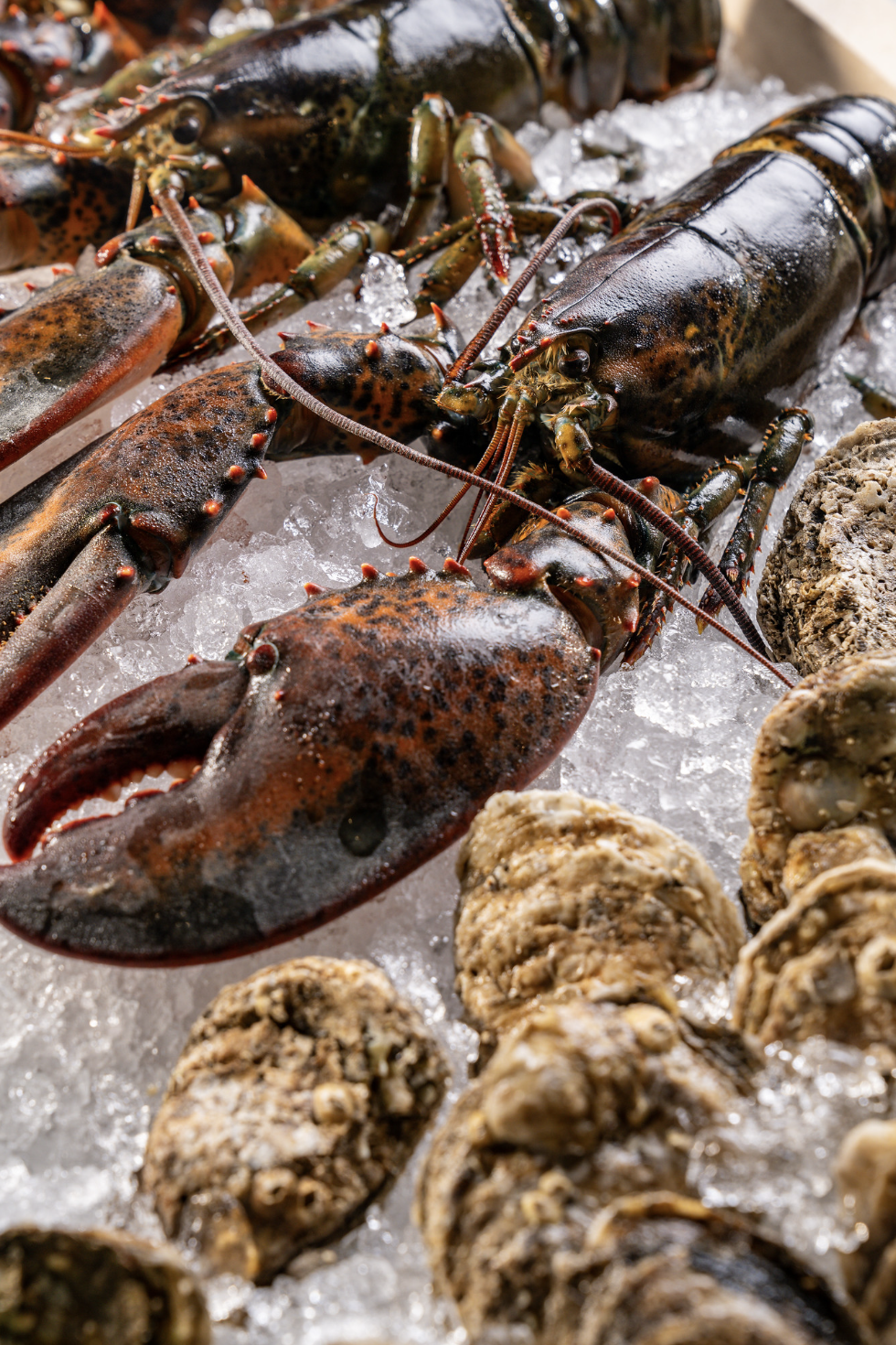 Lobsters, oysters, and crawfish on ice at a seafood market or restaurant display.