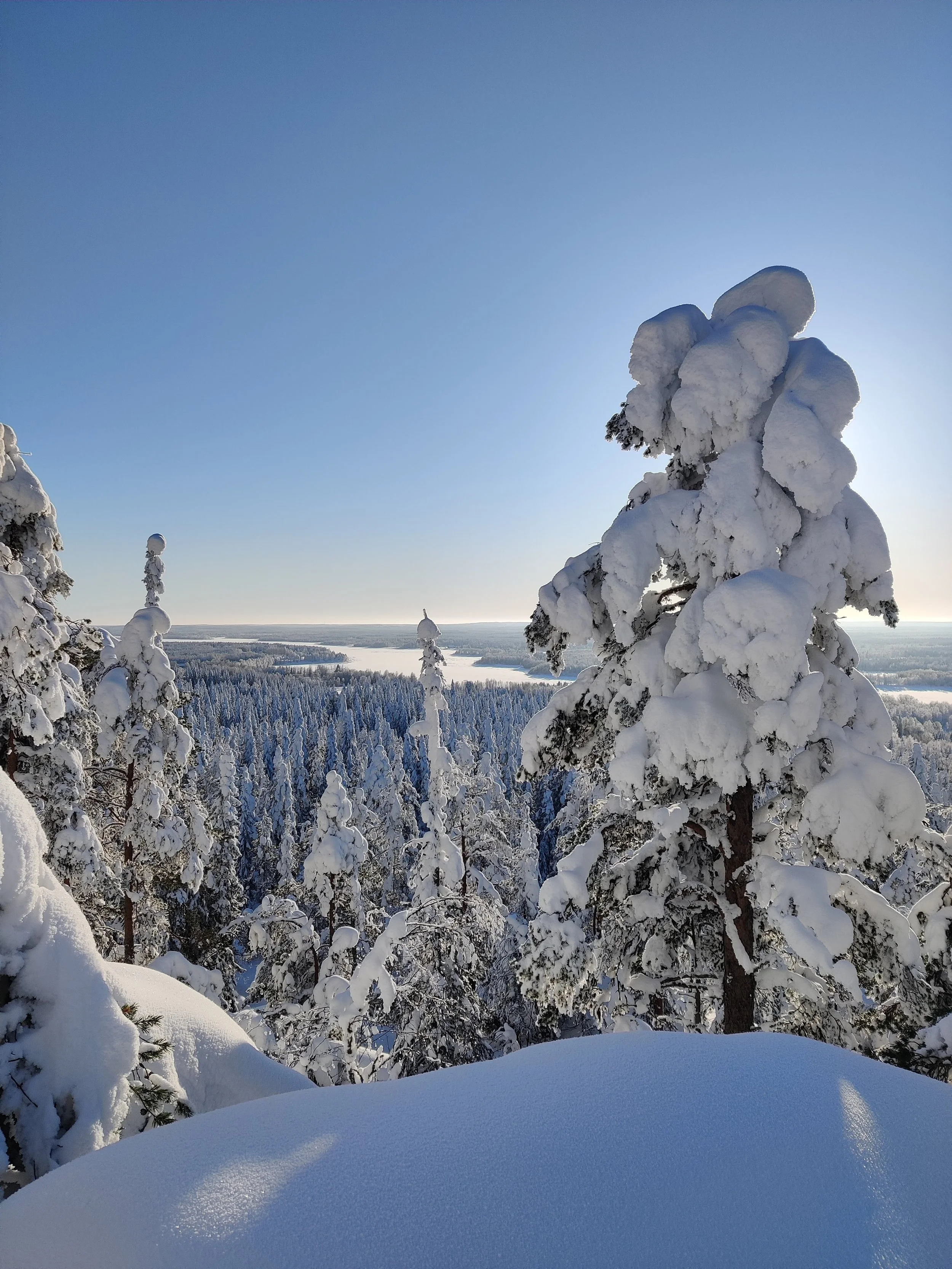 Snow-covered trees in a winter landscape under a clear blue sky.