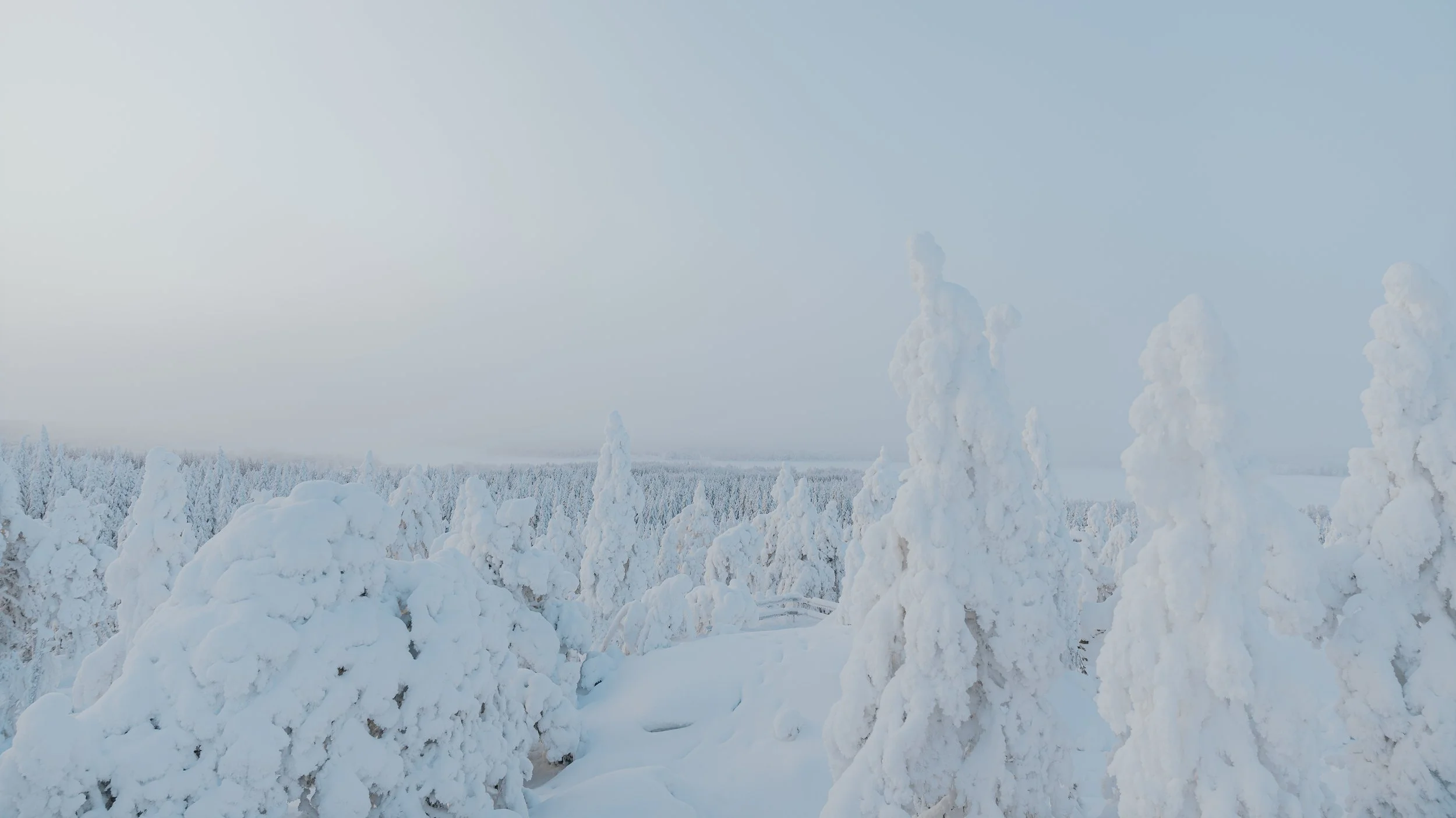 Snow-covered trees and ground in a winter landscape under a cloudy sky.
