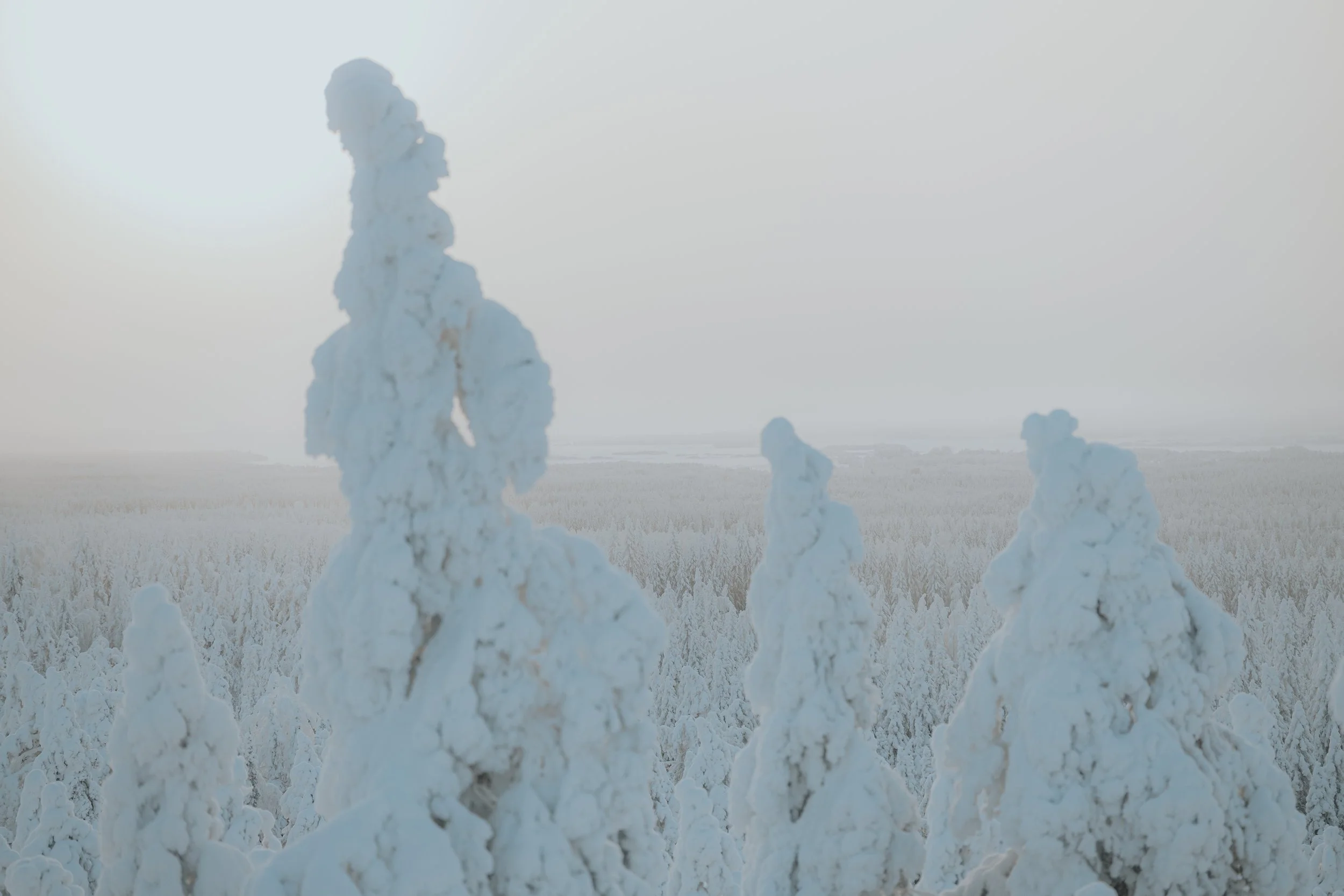 Snow-covered trees in a winter landscape with a foggy sky.