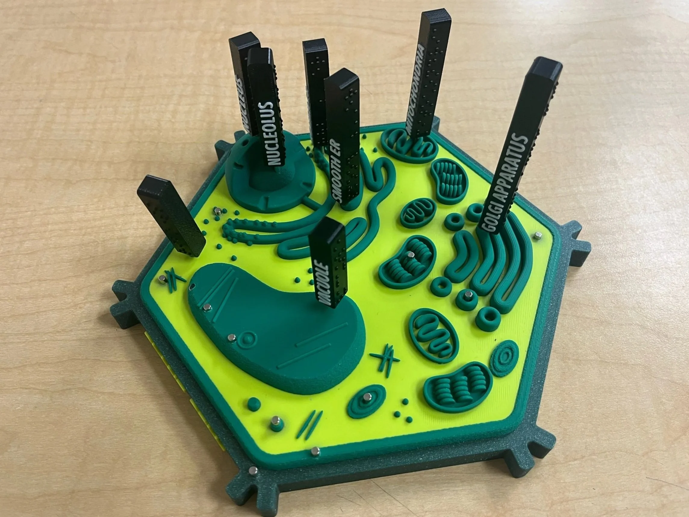 Light and dark green plant cell model with black removeable magnetic labels.