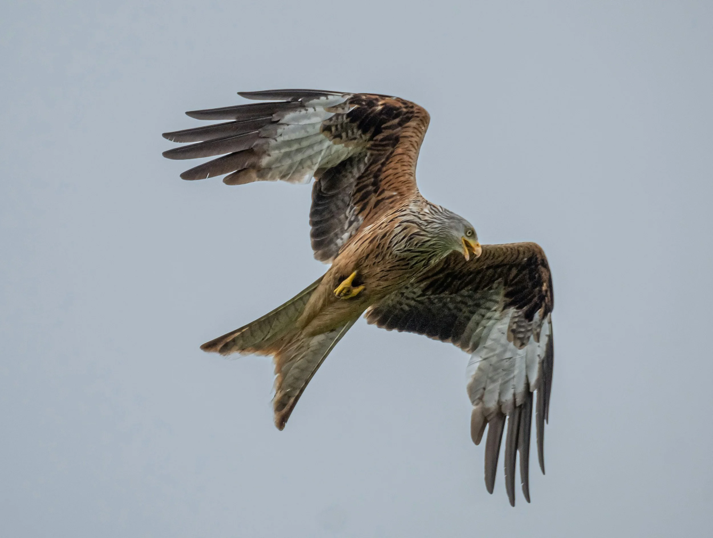Birds of Prey Show at the Olive Free Library