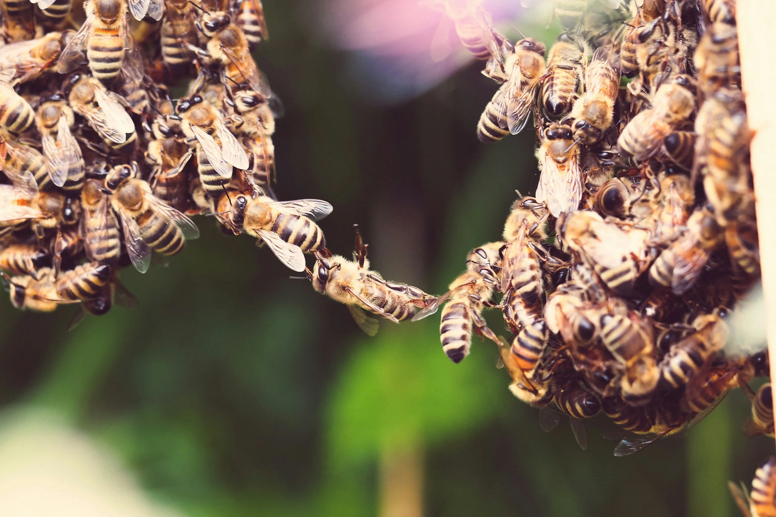 Bee Swarms: What They Are and What to Do at the Olive Free Library