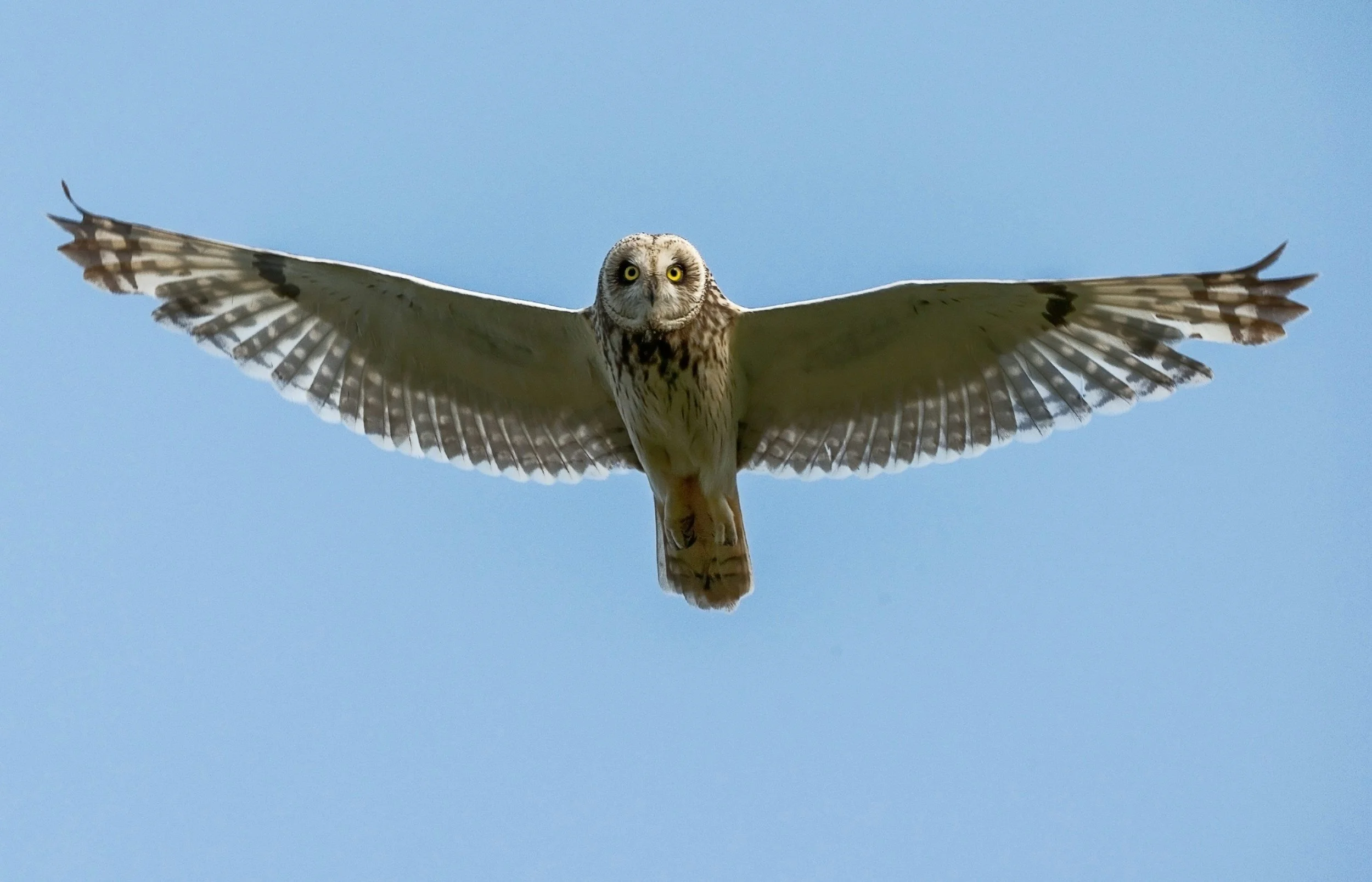 Birds of Prey with Robinson's Wildlife at the Olive Free Library