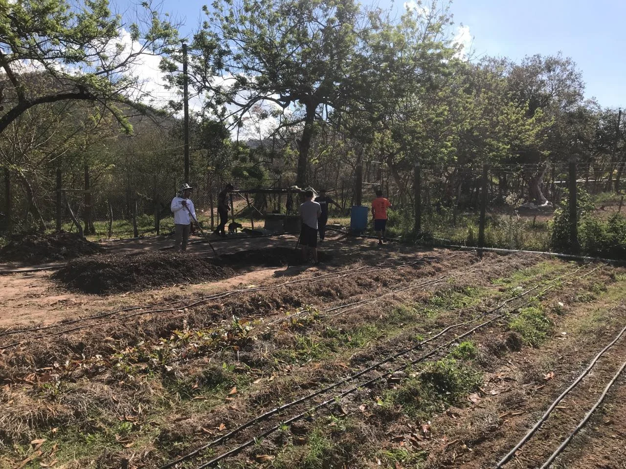 Drip irrigation coming from the free water we stream off the mountain 24/7.