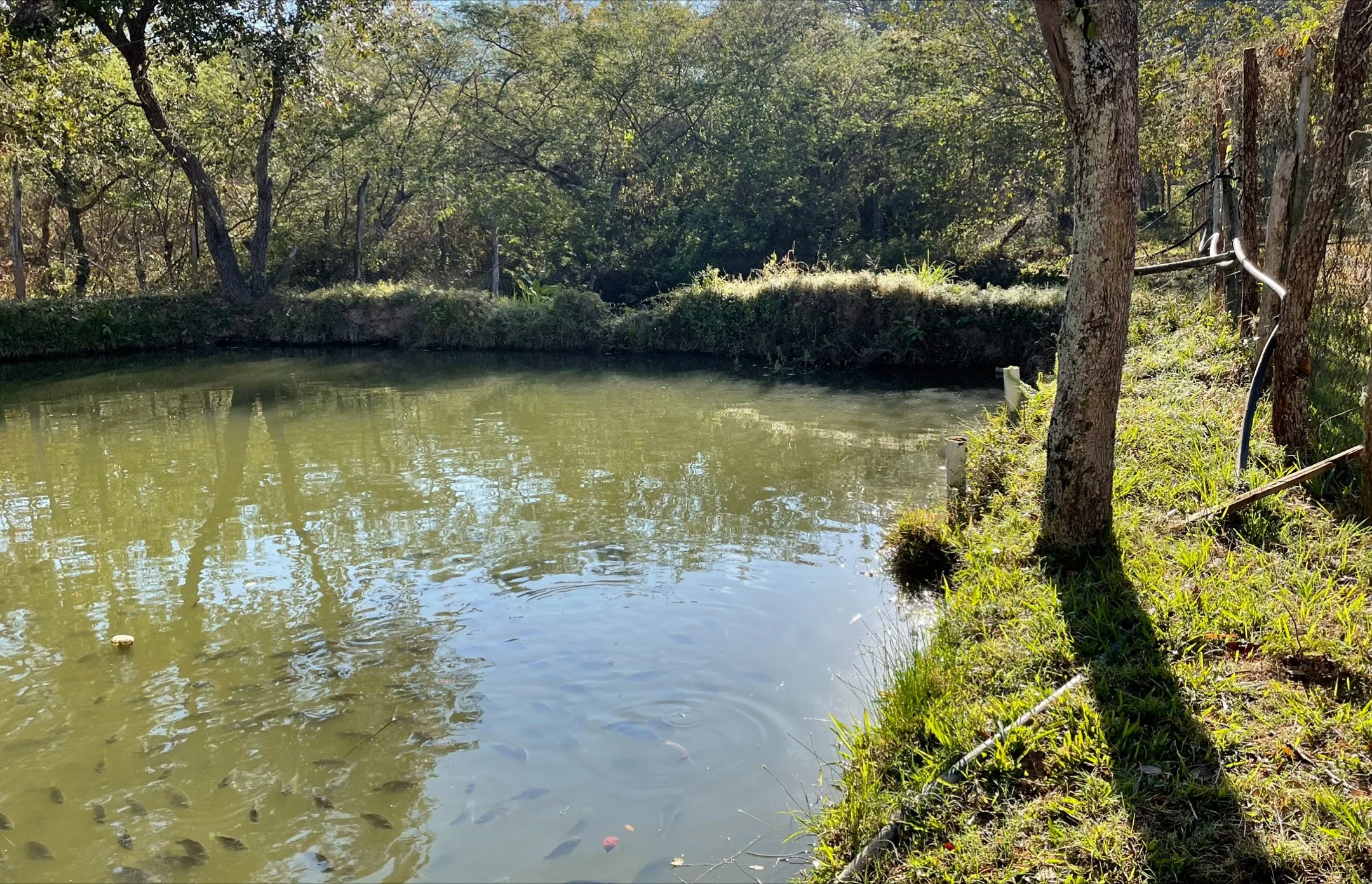 We have three Tilapia fishponds to raise protein for the children and youth. 