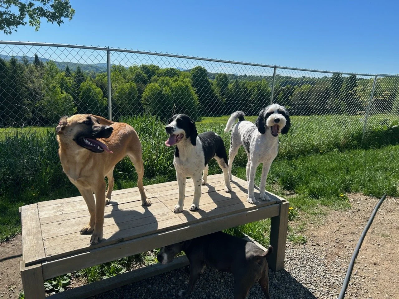 three dogs standing in front of green landscape