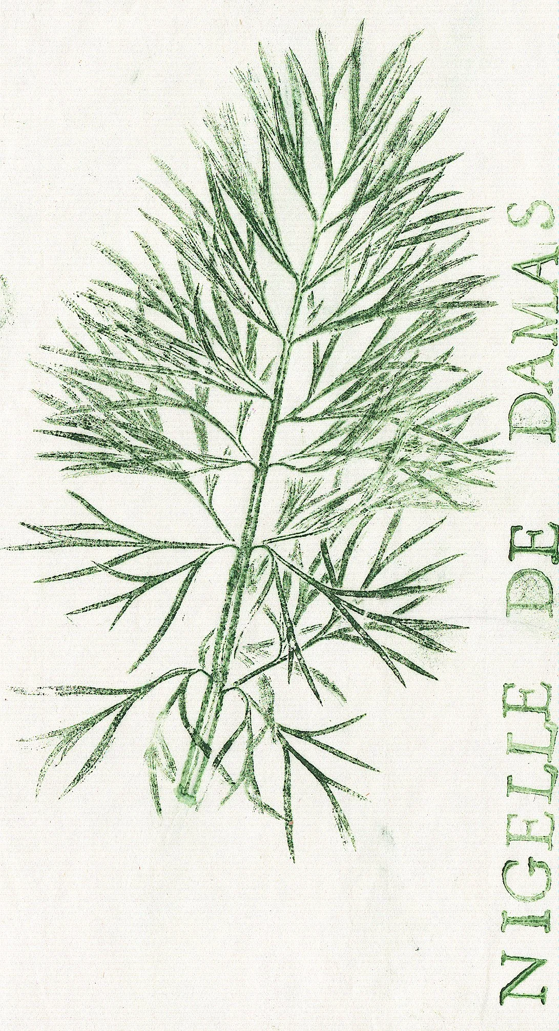 nigelle.jpg